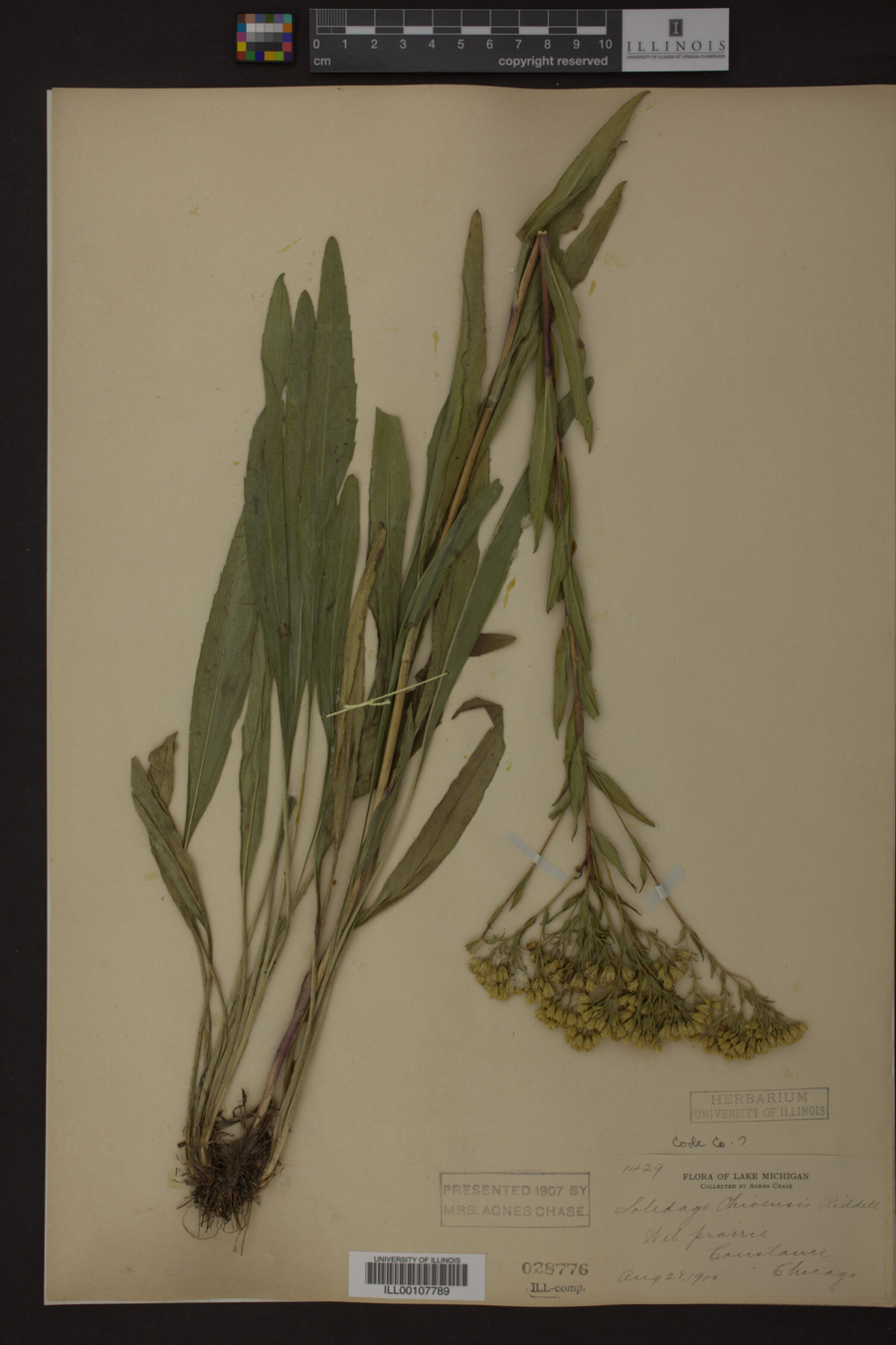 Solidago ohioensis image