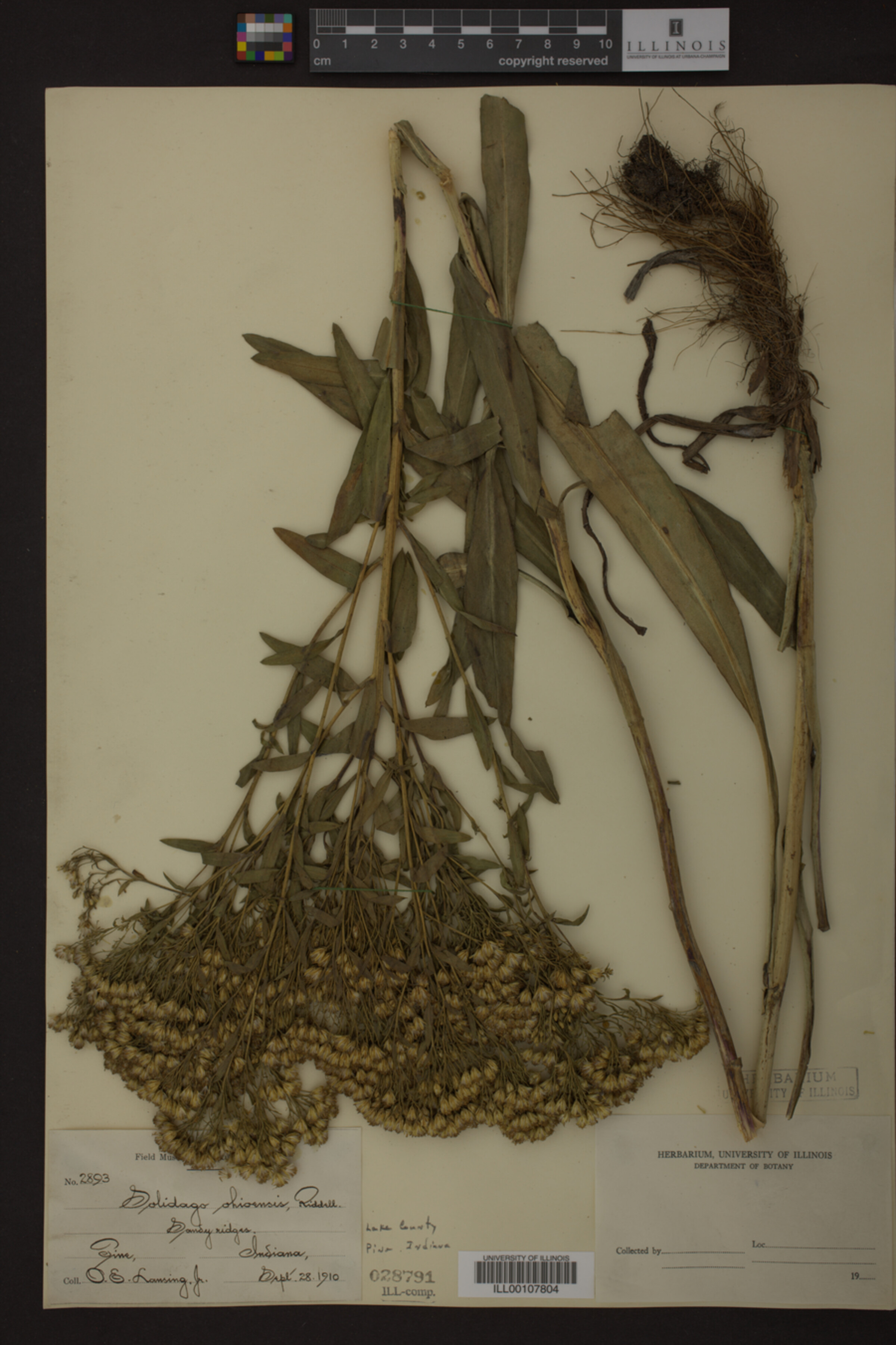 Solidago ohioensis image