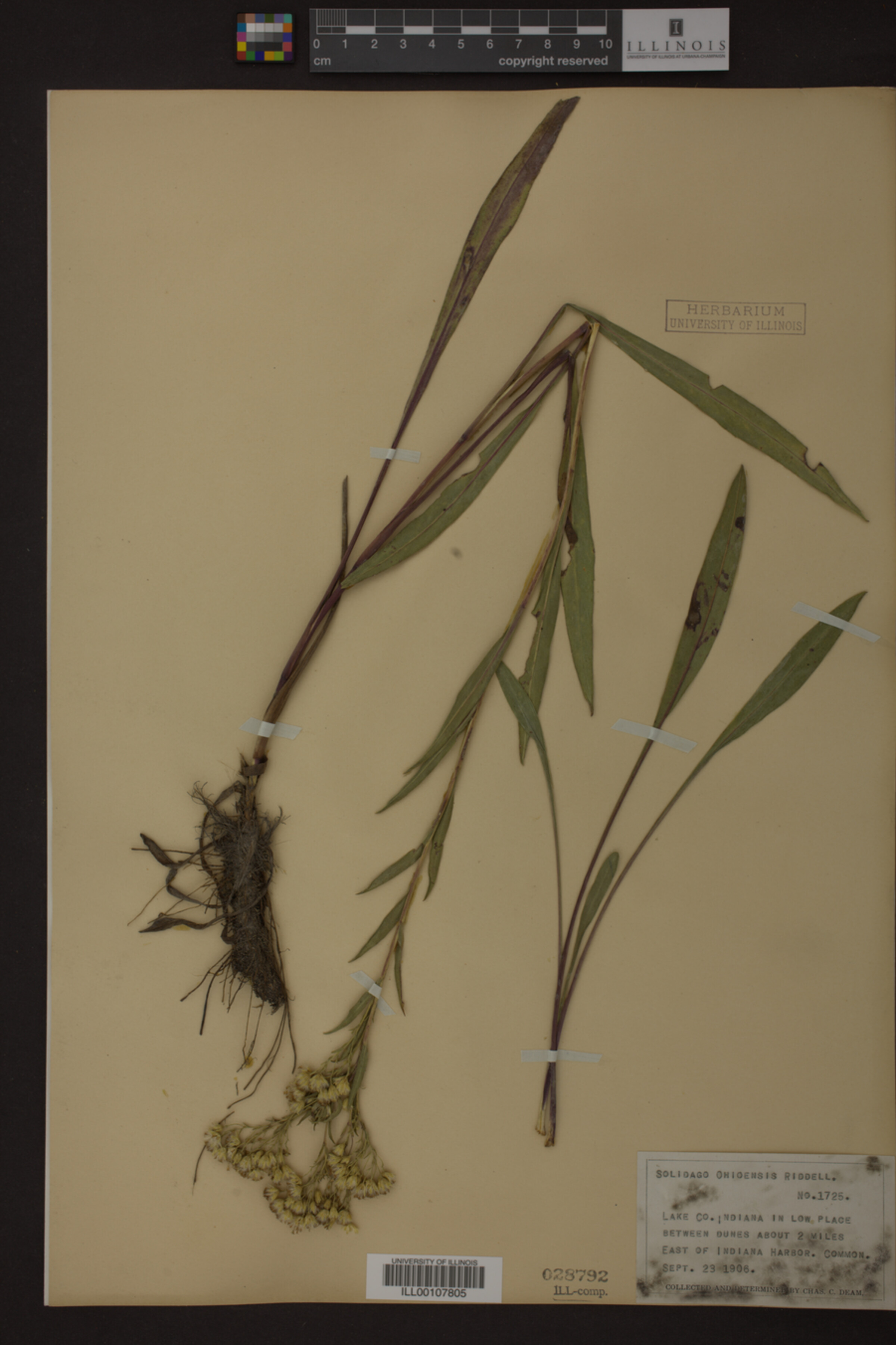 Solidago ohioensis image