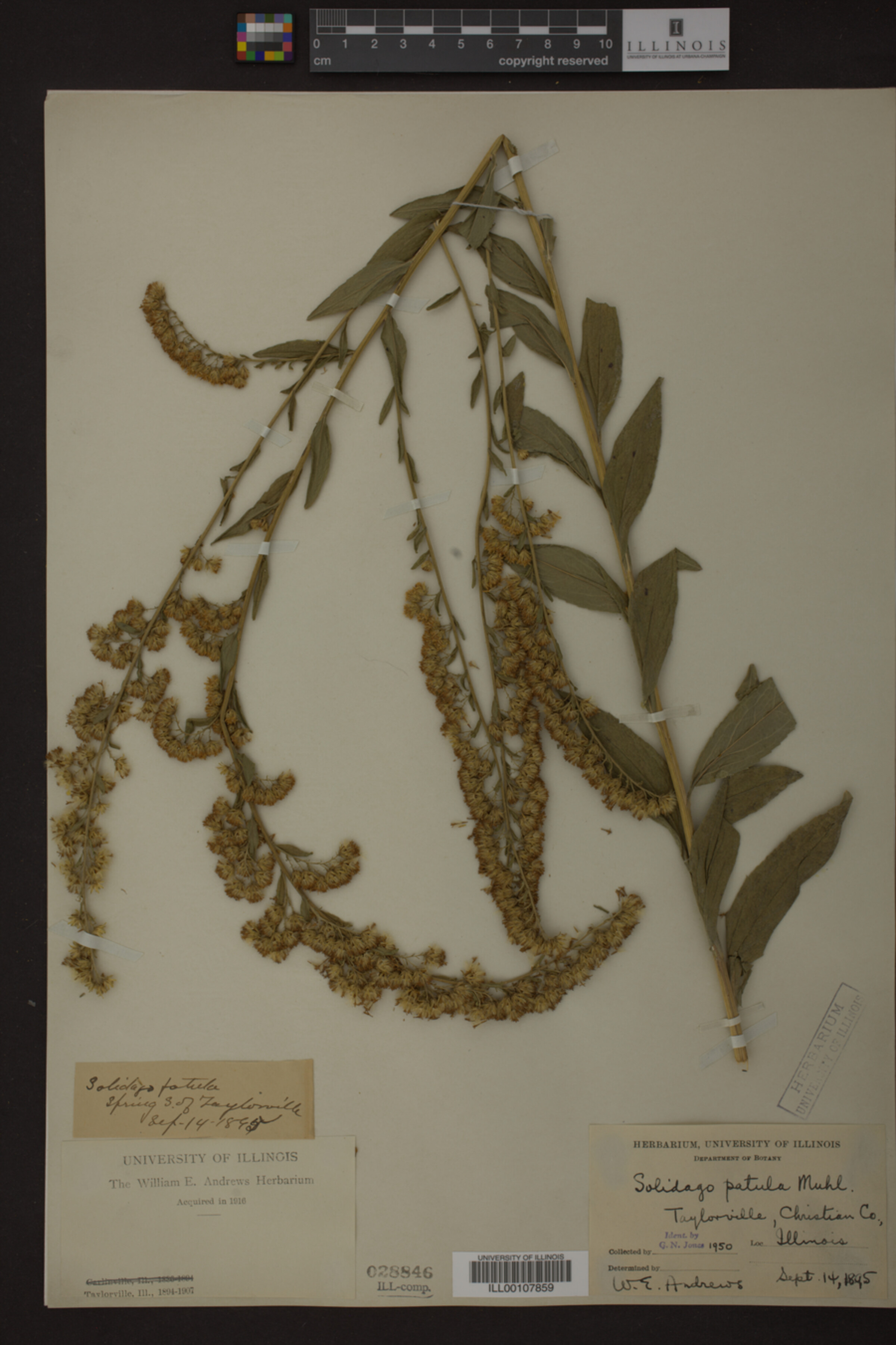 Solidago patula image