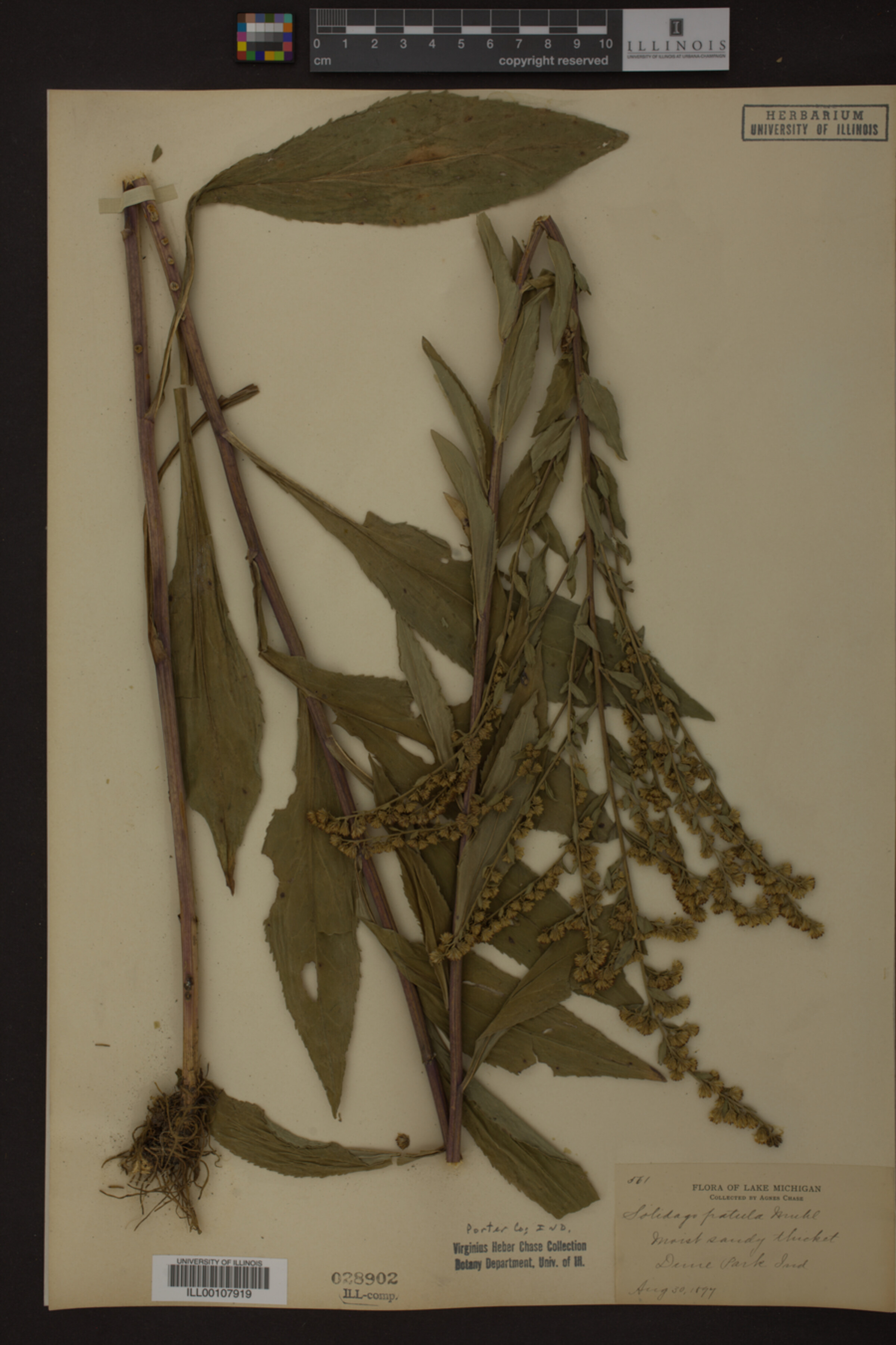 Solidago patula image