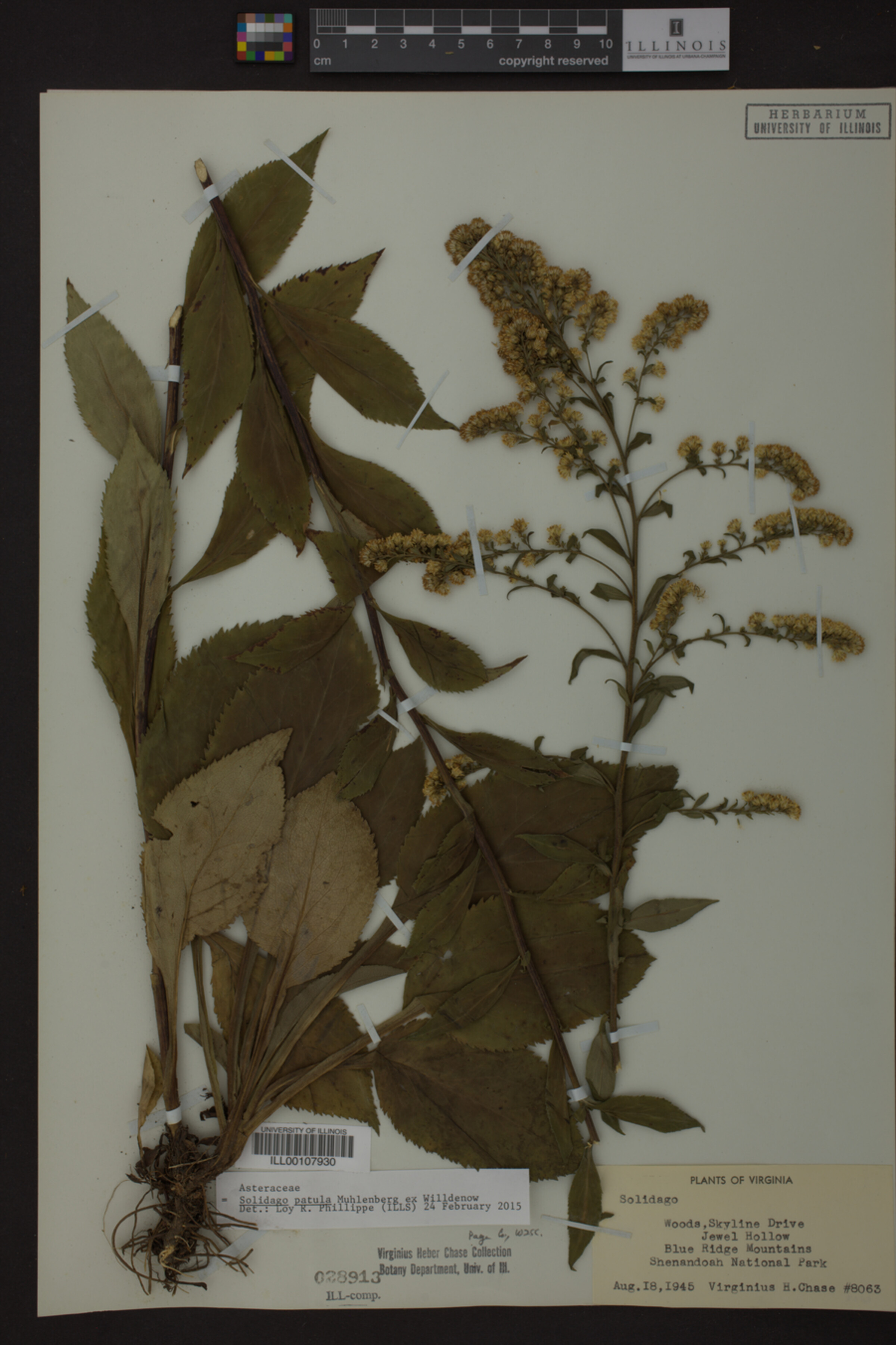 Solidago patula image