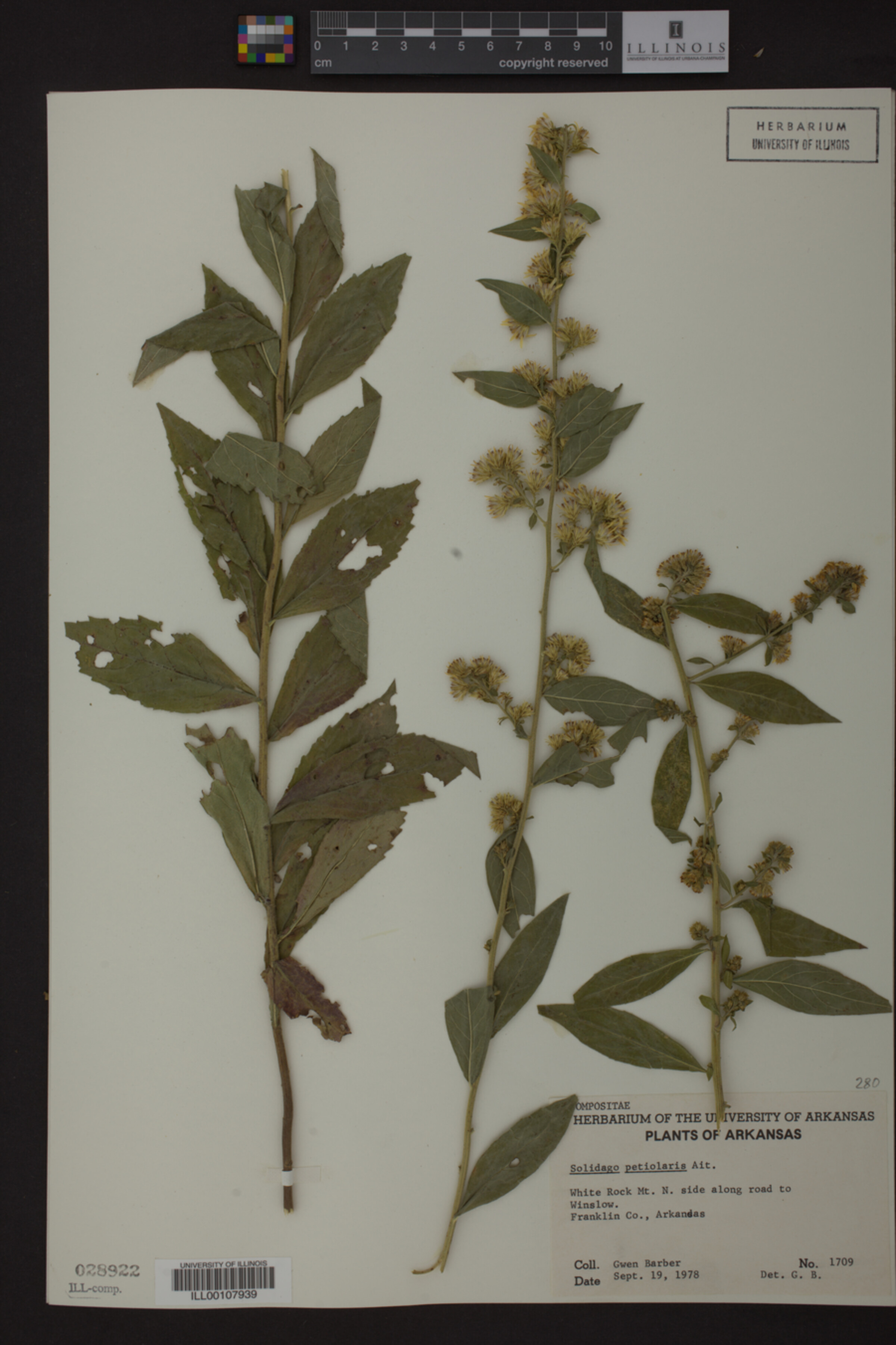 Solidago petiolaris image