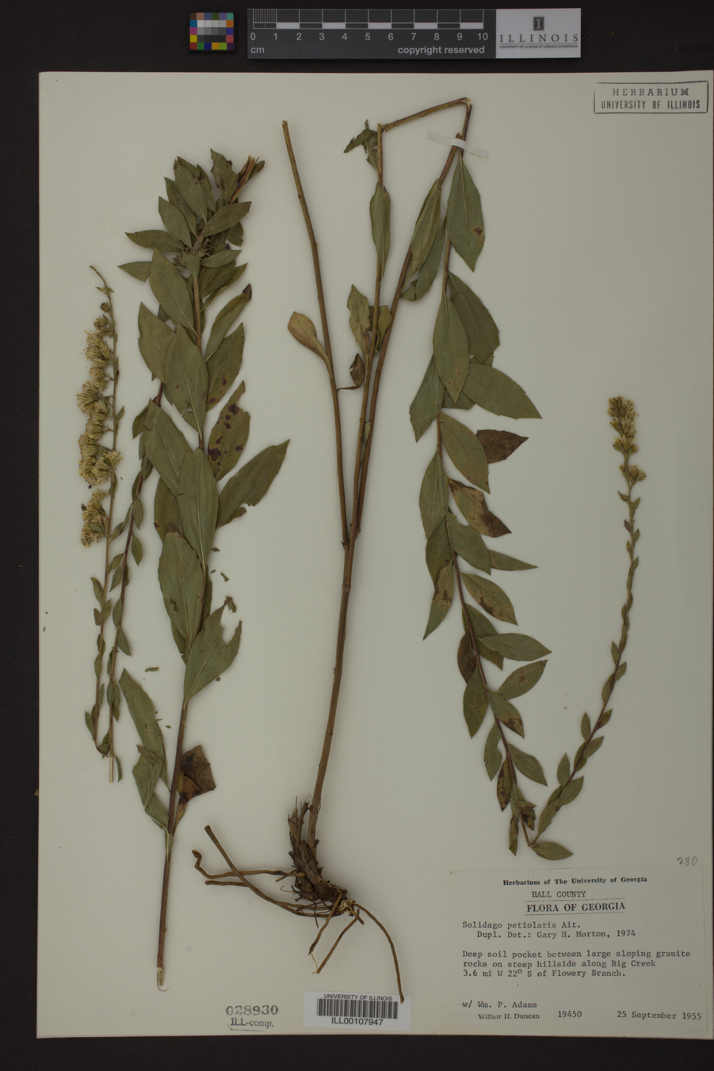 Solidago petiolaris image