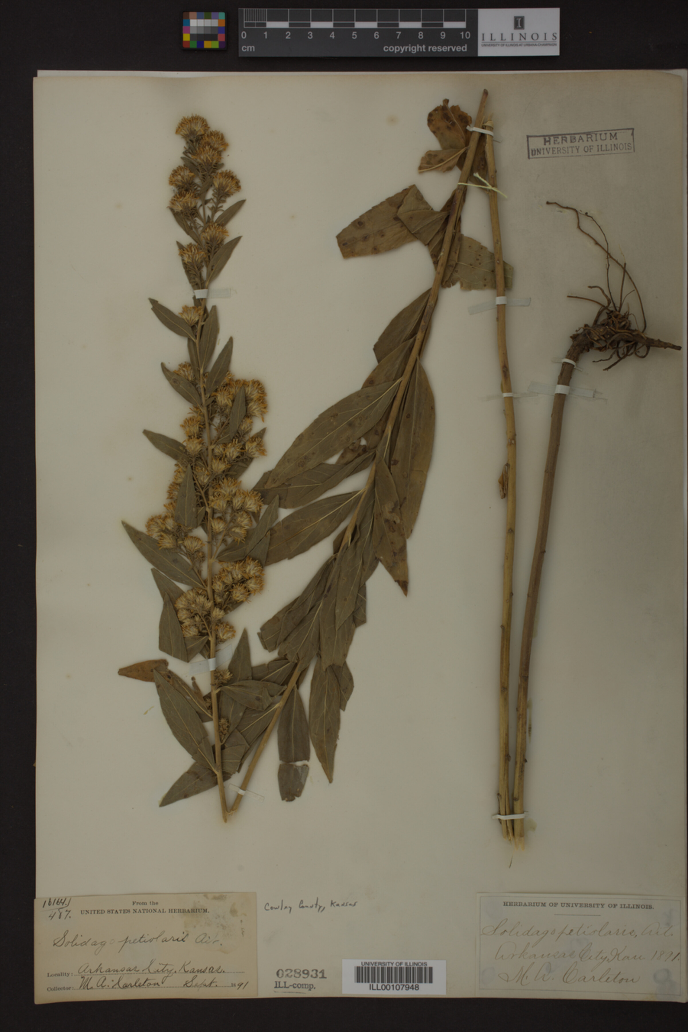 Solidago petiolaris image