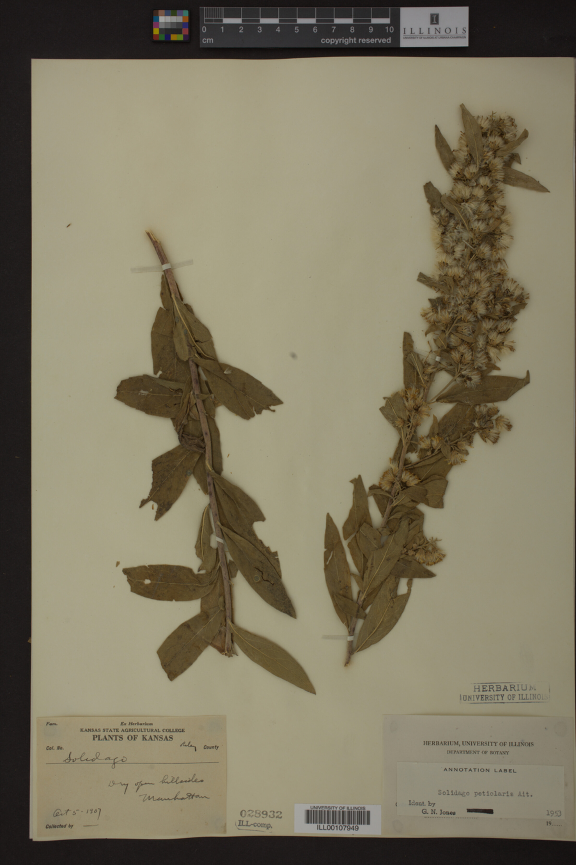 Solidago petiolaris image