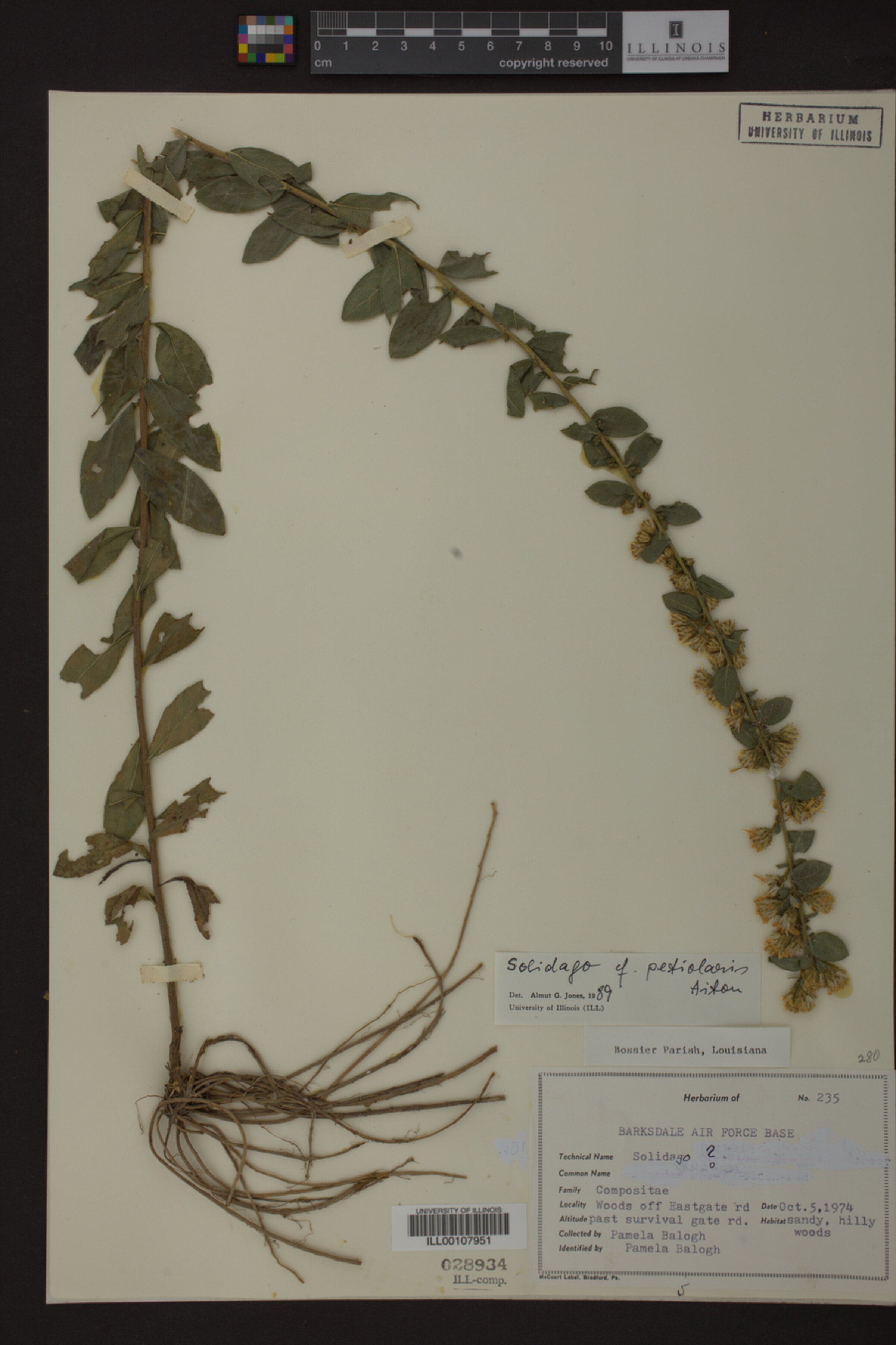 Solidago petiolaris image