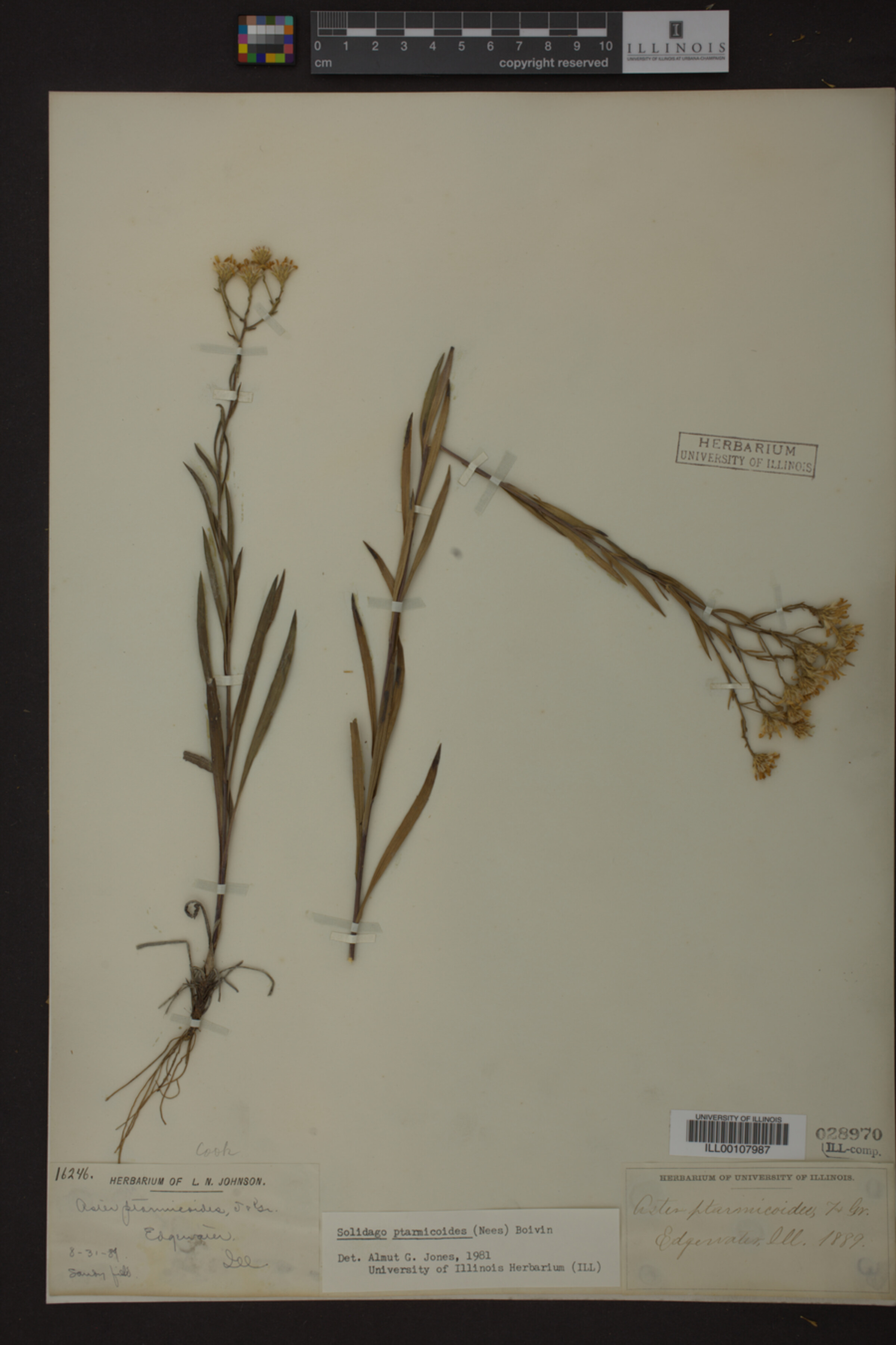 Solidago ptarmicoides image