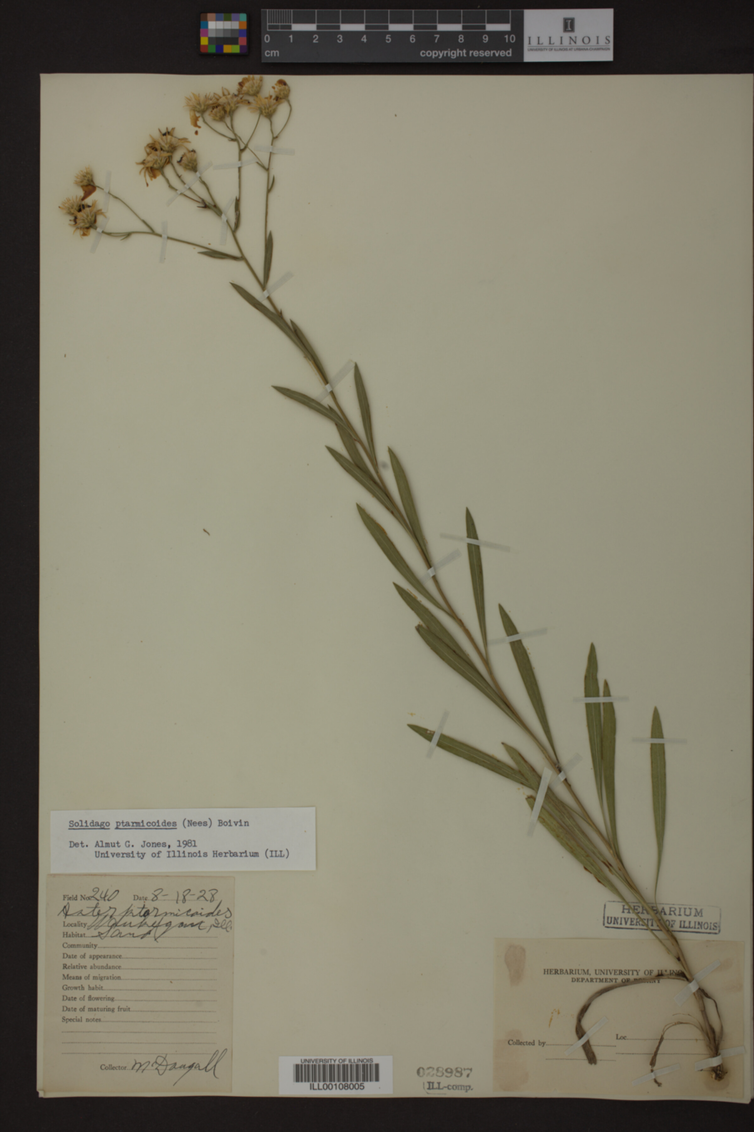 Solidago ptarmicoides image