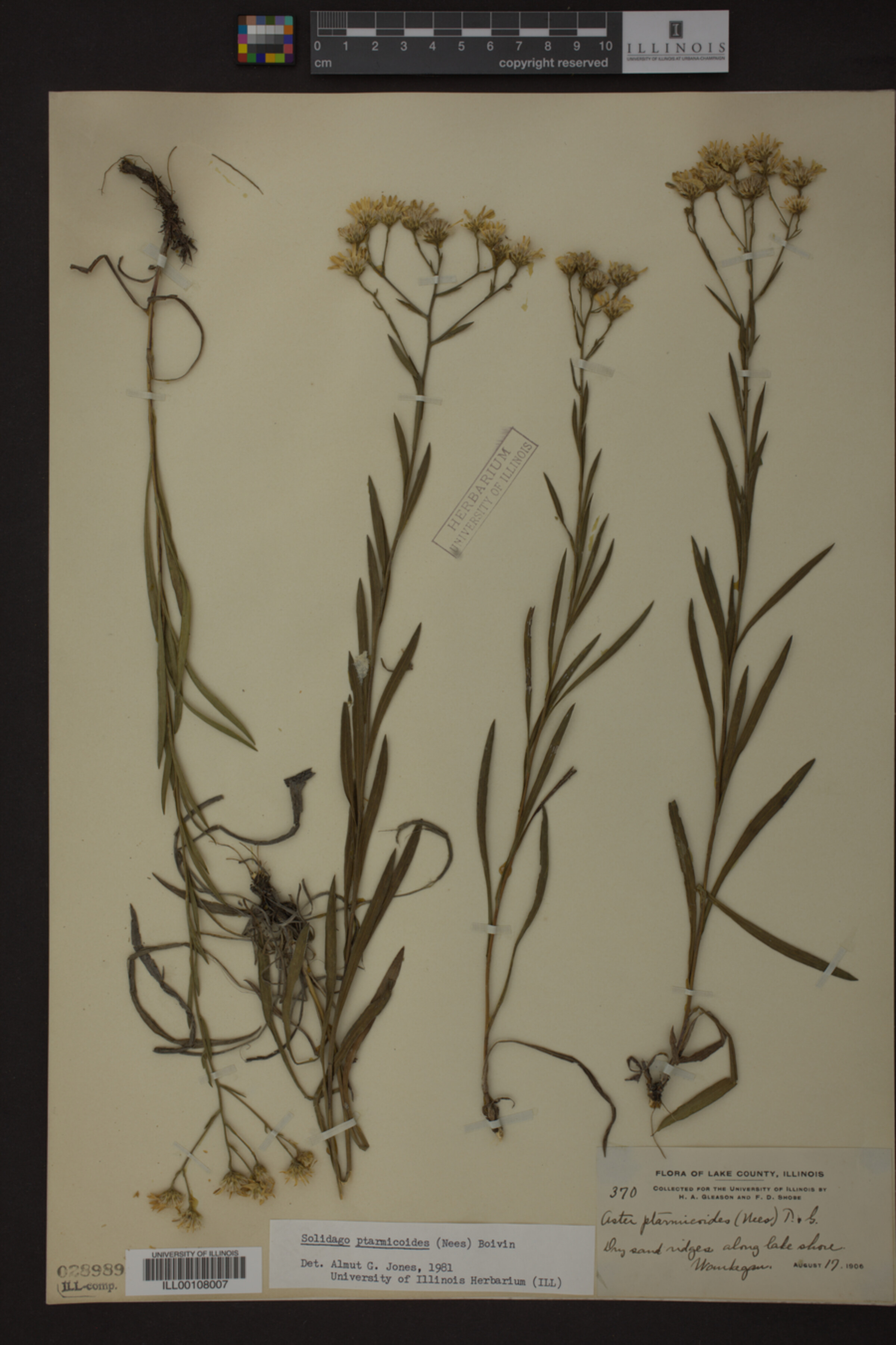 Solidago ptarmicoides image