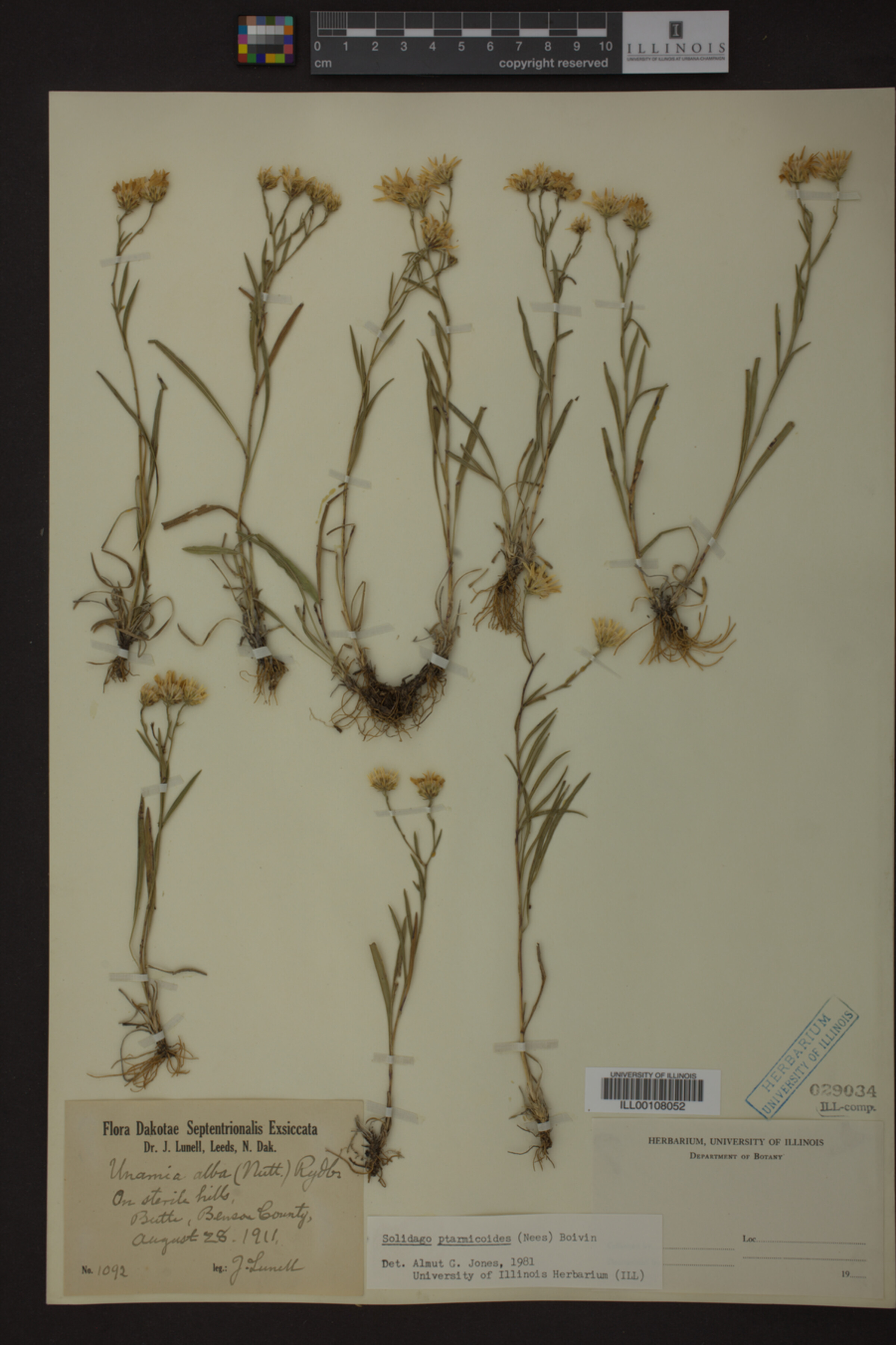 Solidago ptarmicoides image