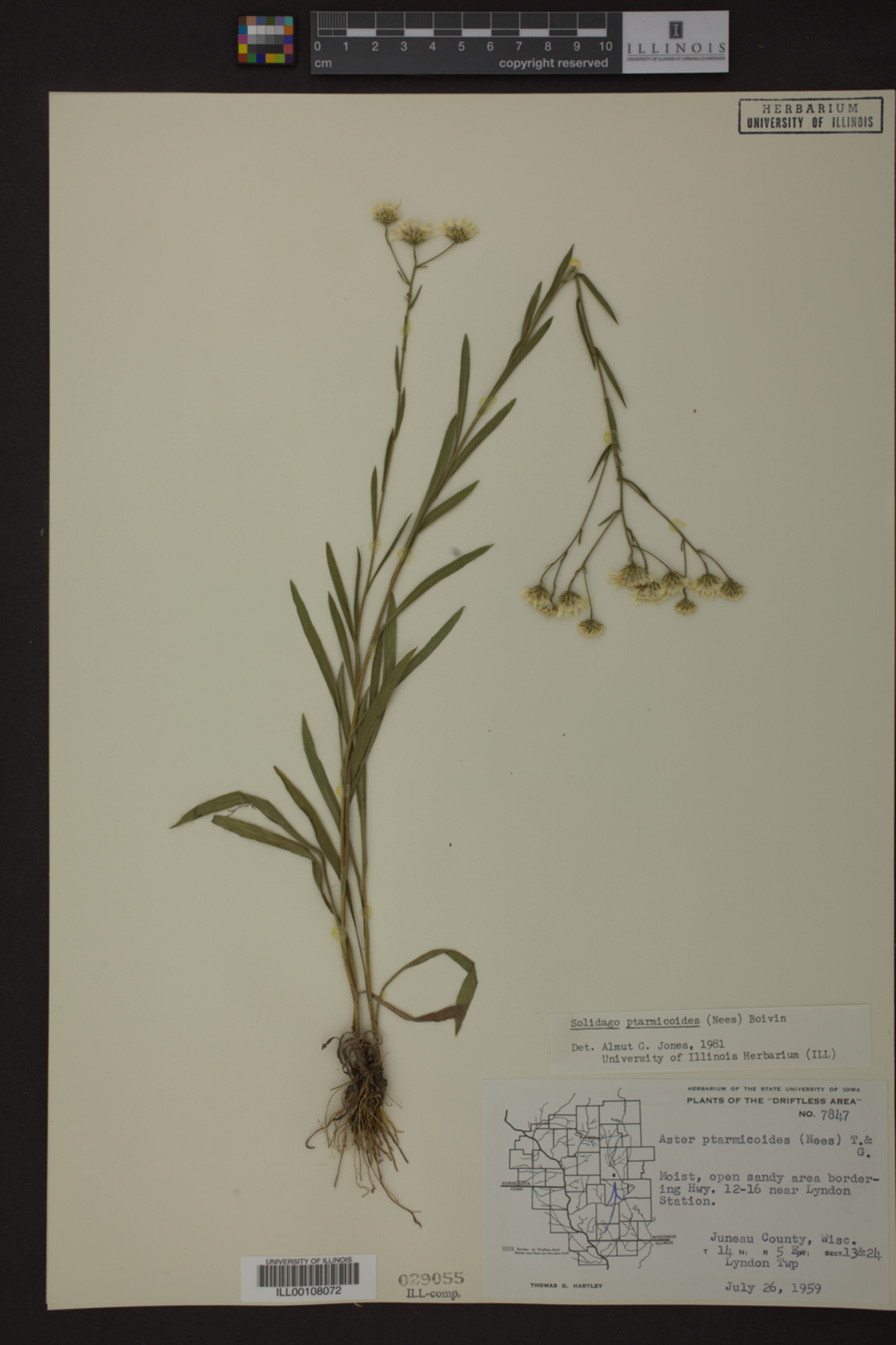 Solidago ptarmicoides image