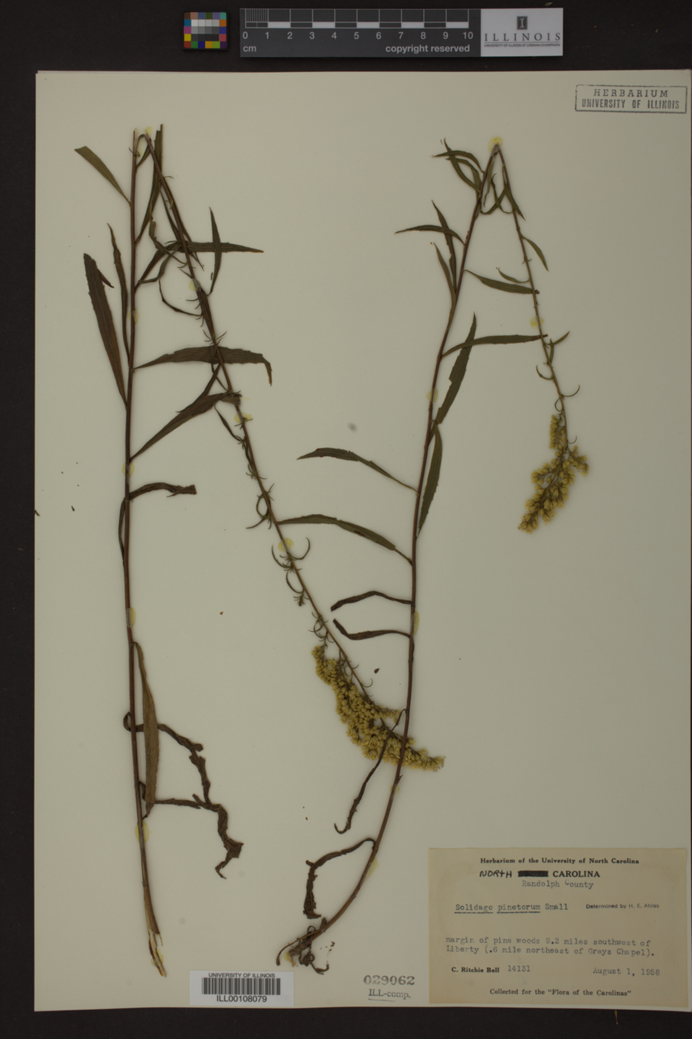 Solidago pinetorum image