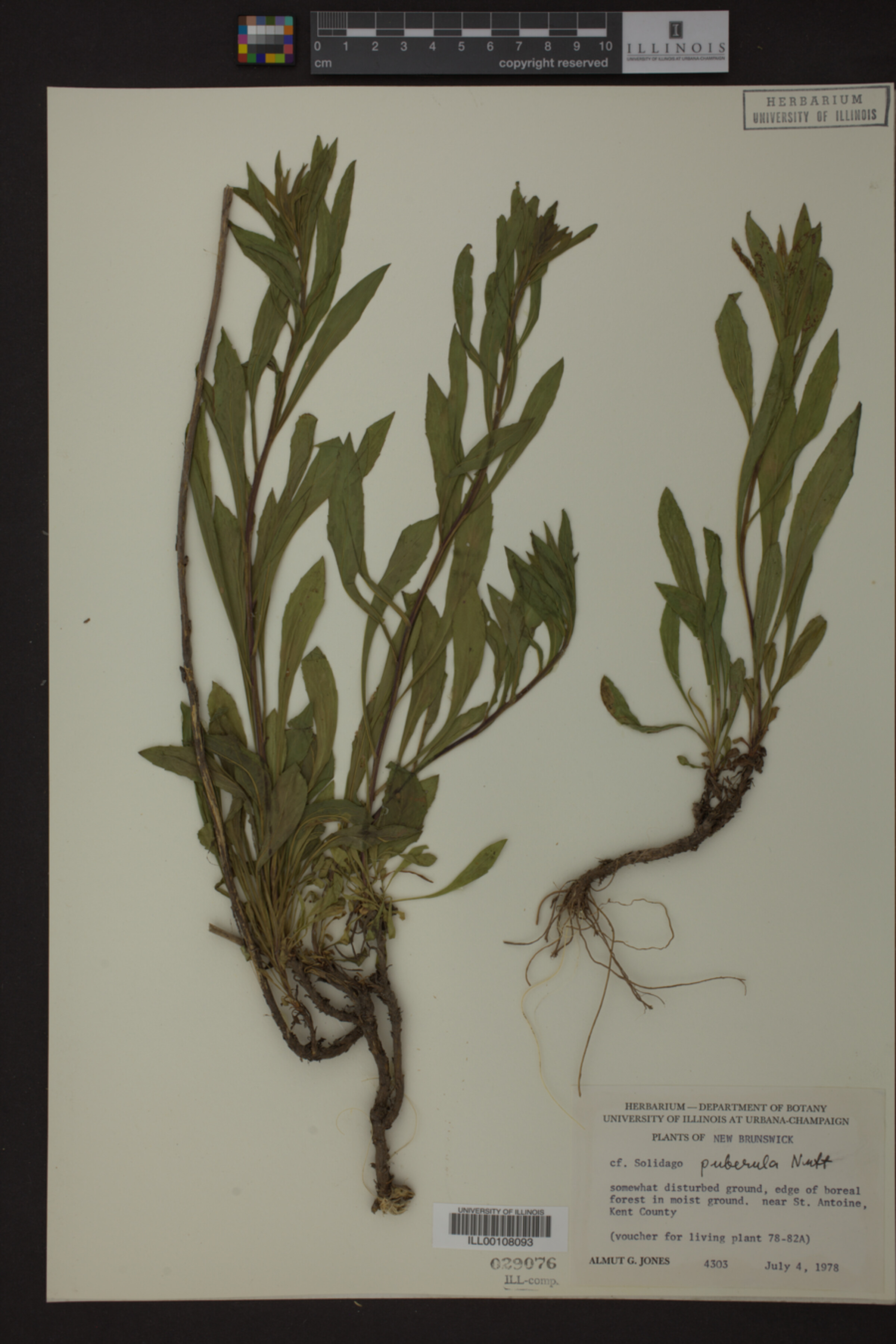 Solidago puberula image