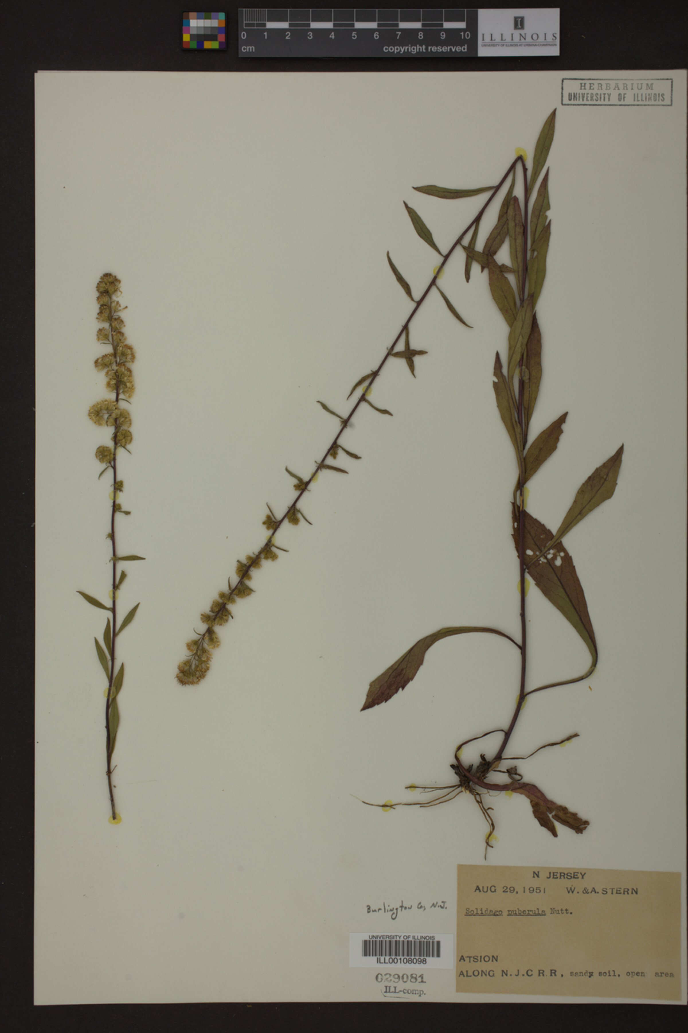 Solidago puberula image