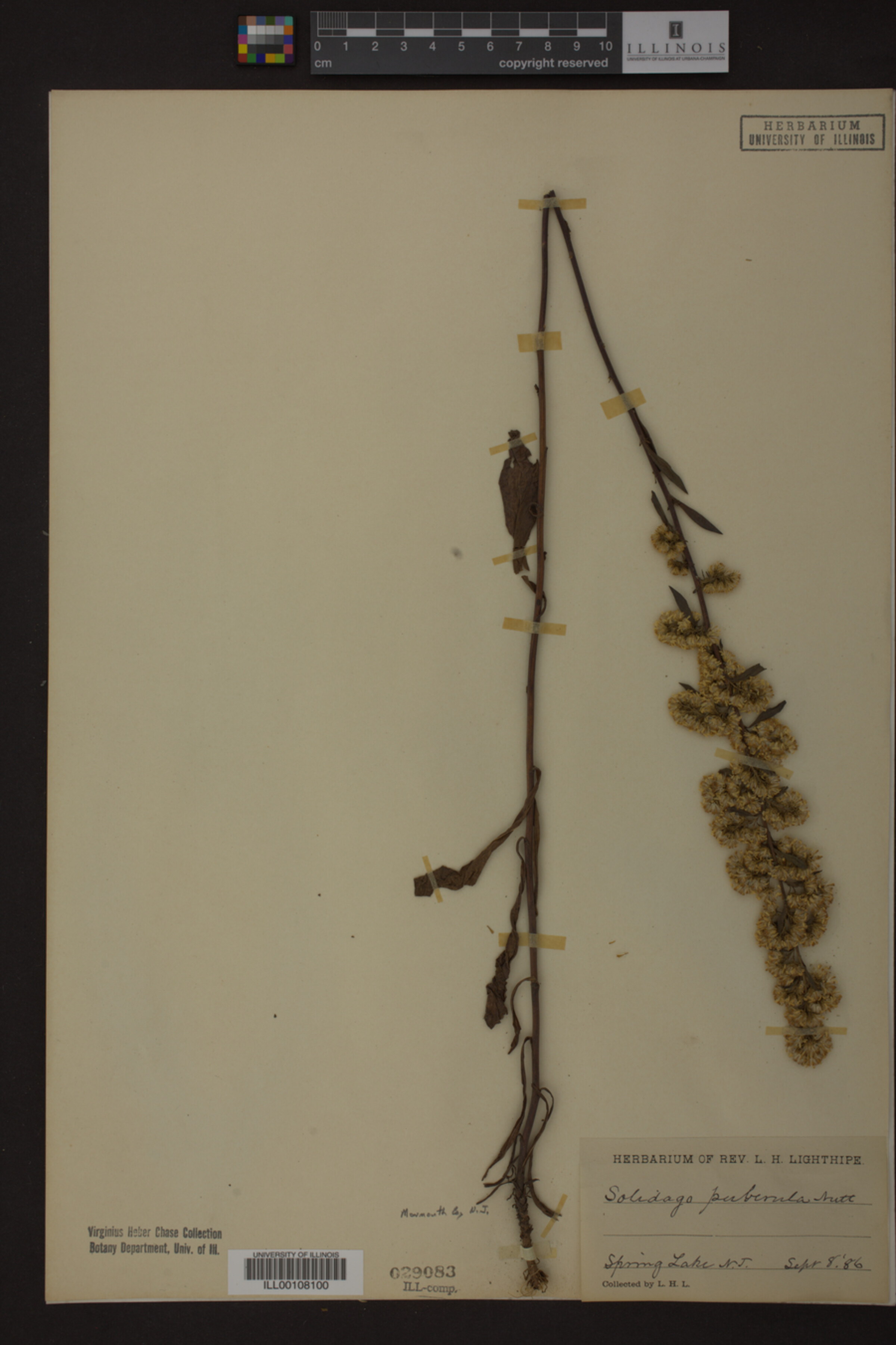 Solidago puberula image