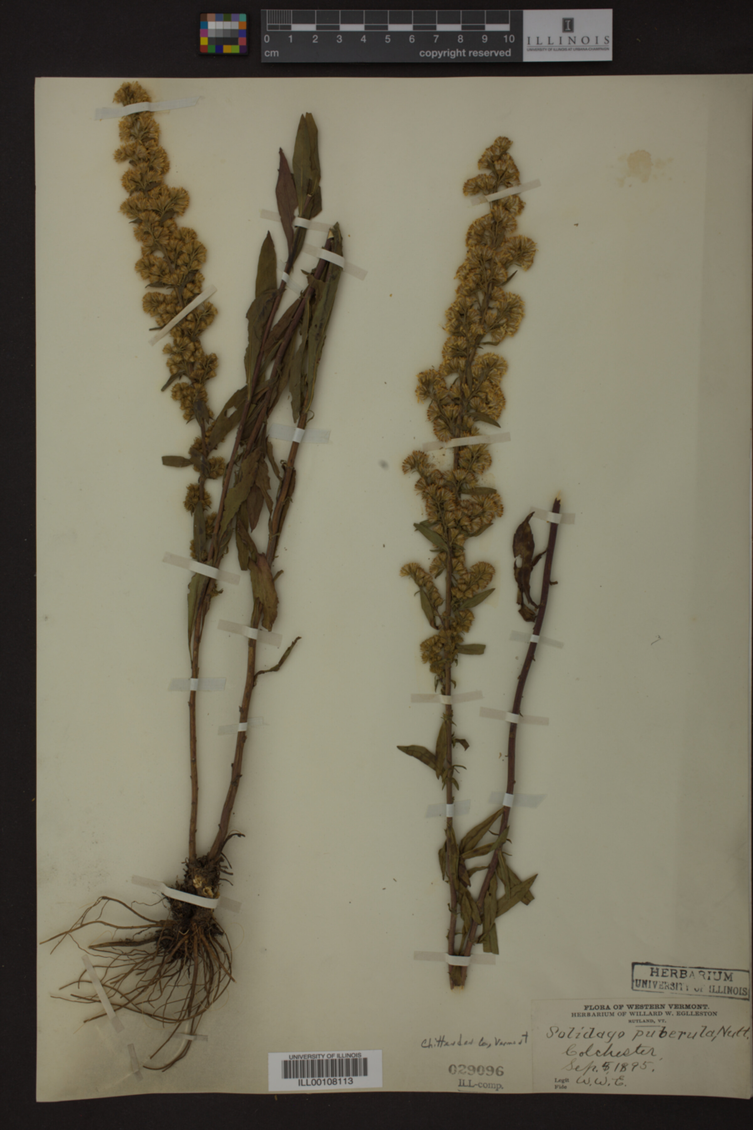 Solidago puberula image