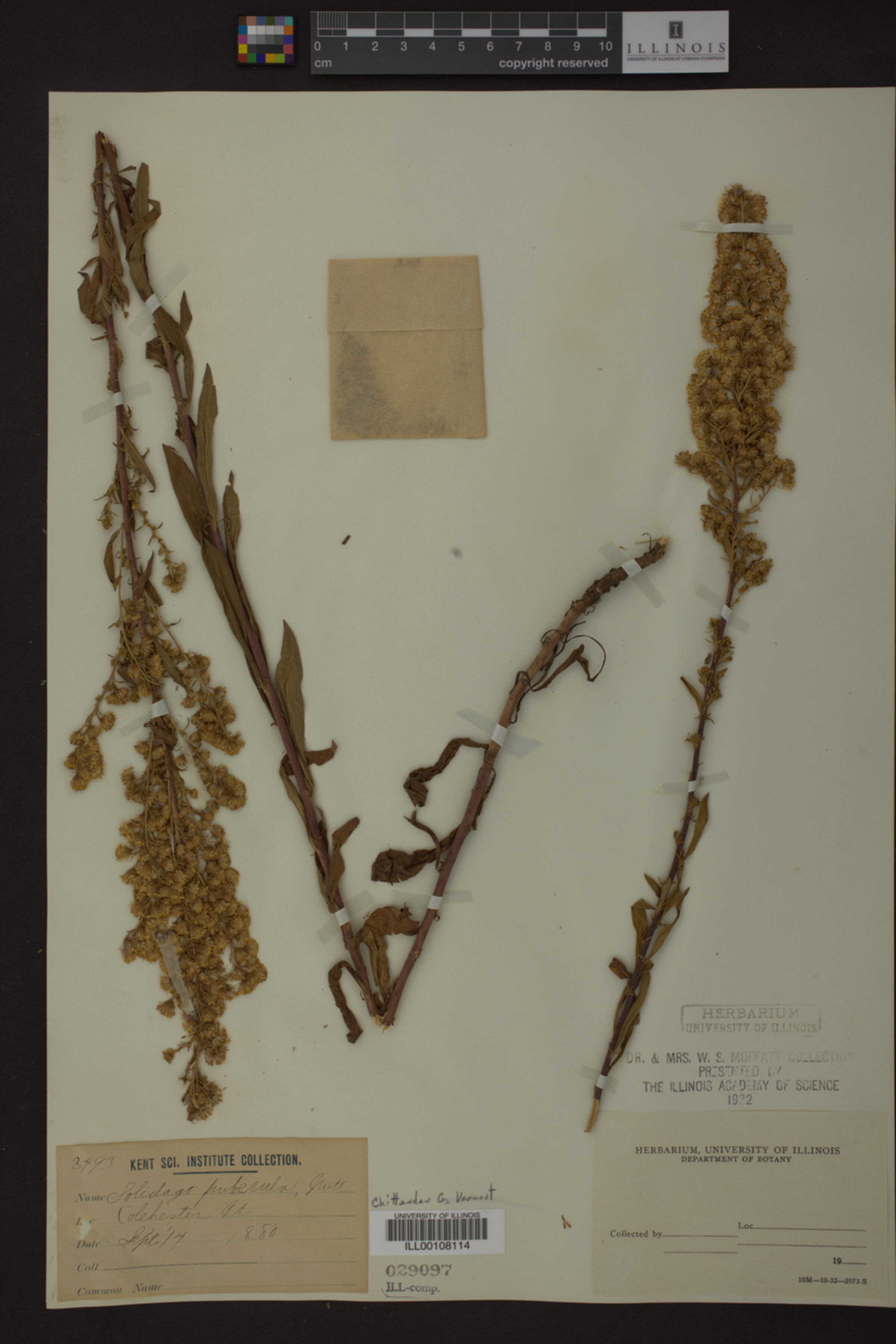 Solidago puberula image