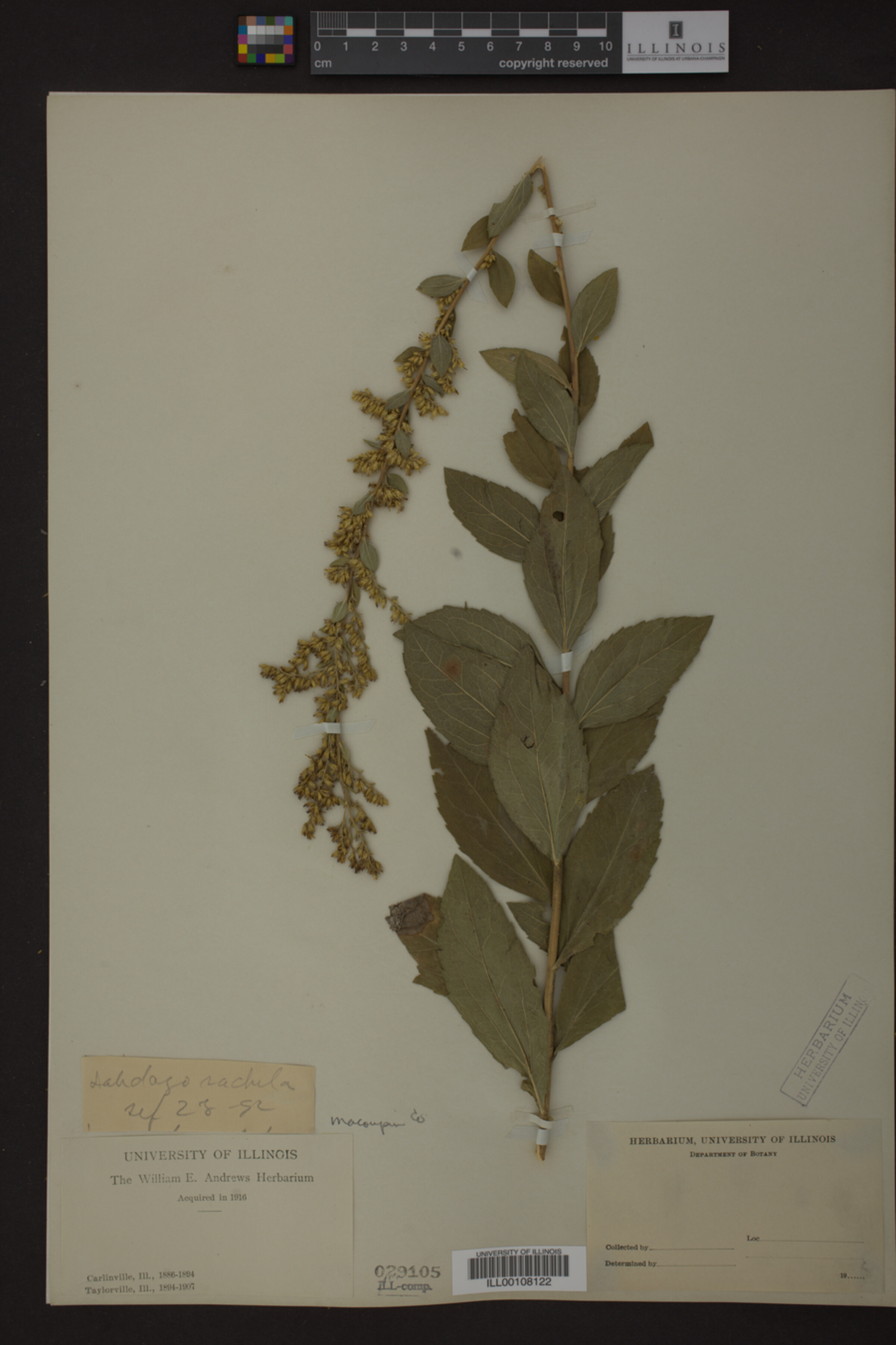 Solidago radula image