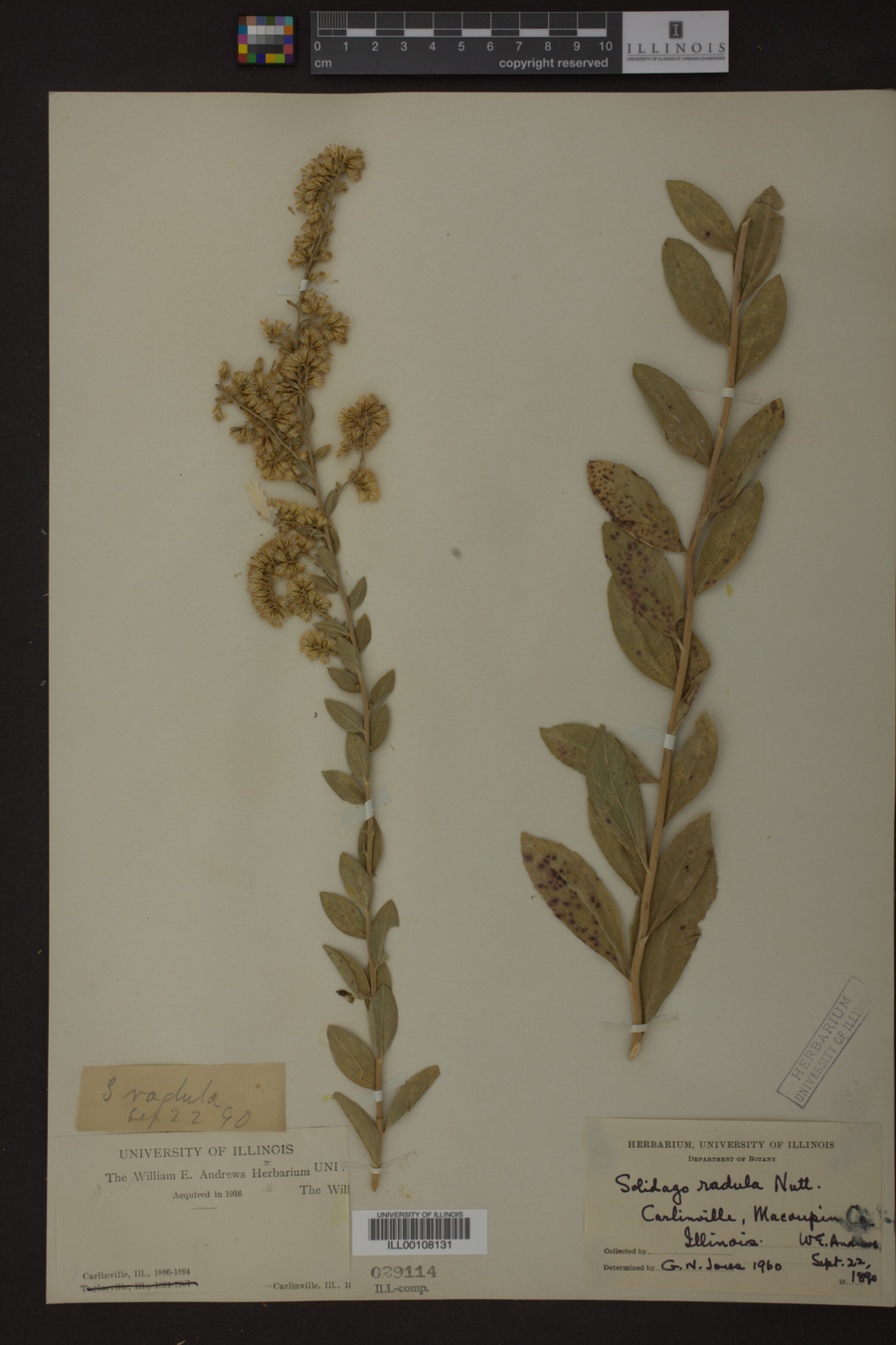 Solidago radula image