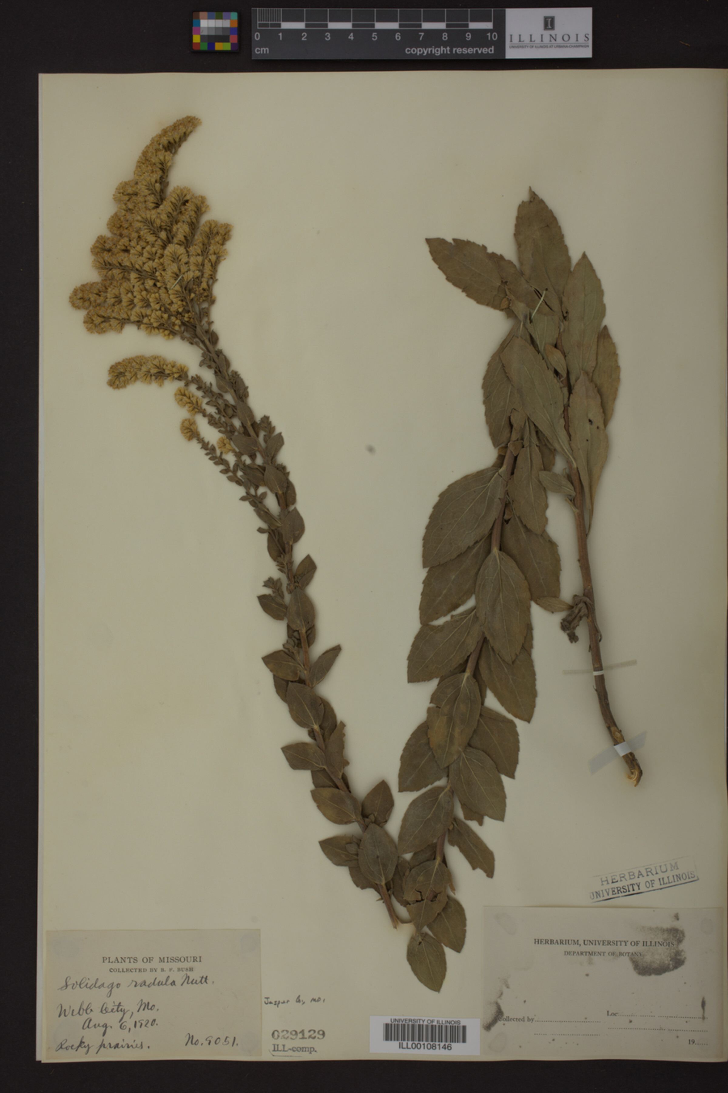 Solidago radula image