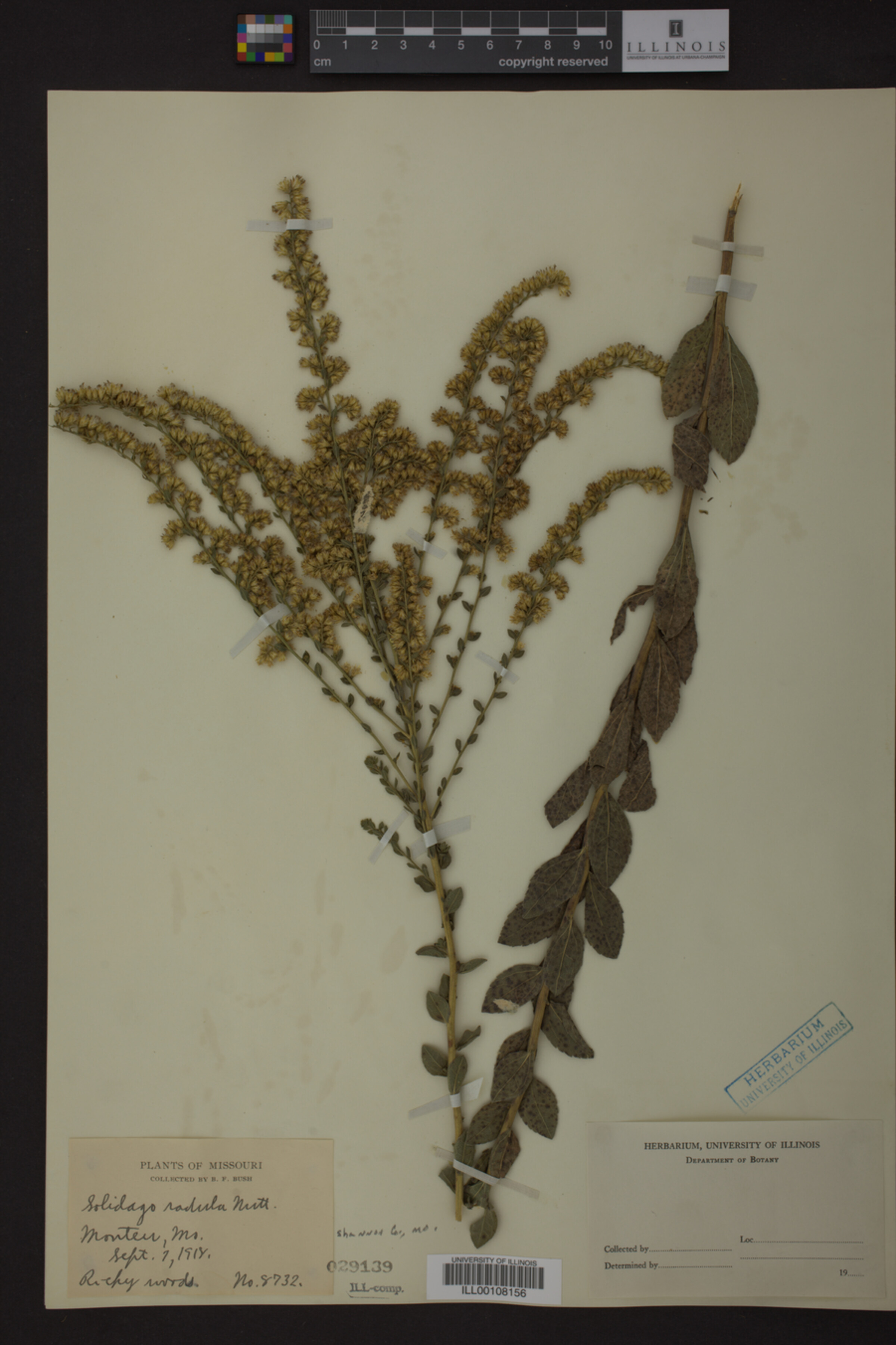 Solidago radula image