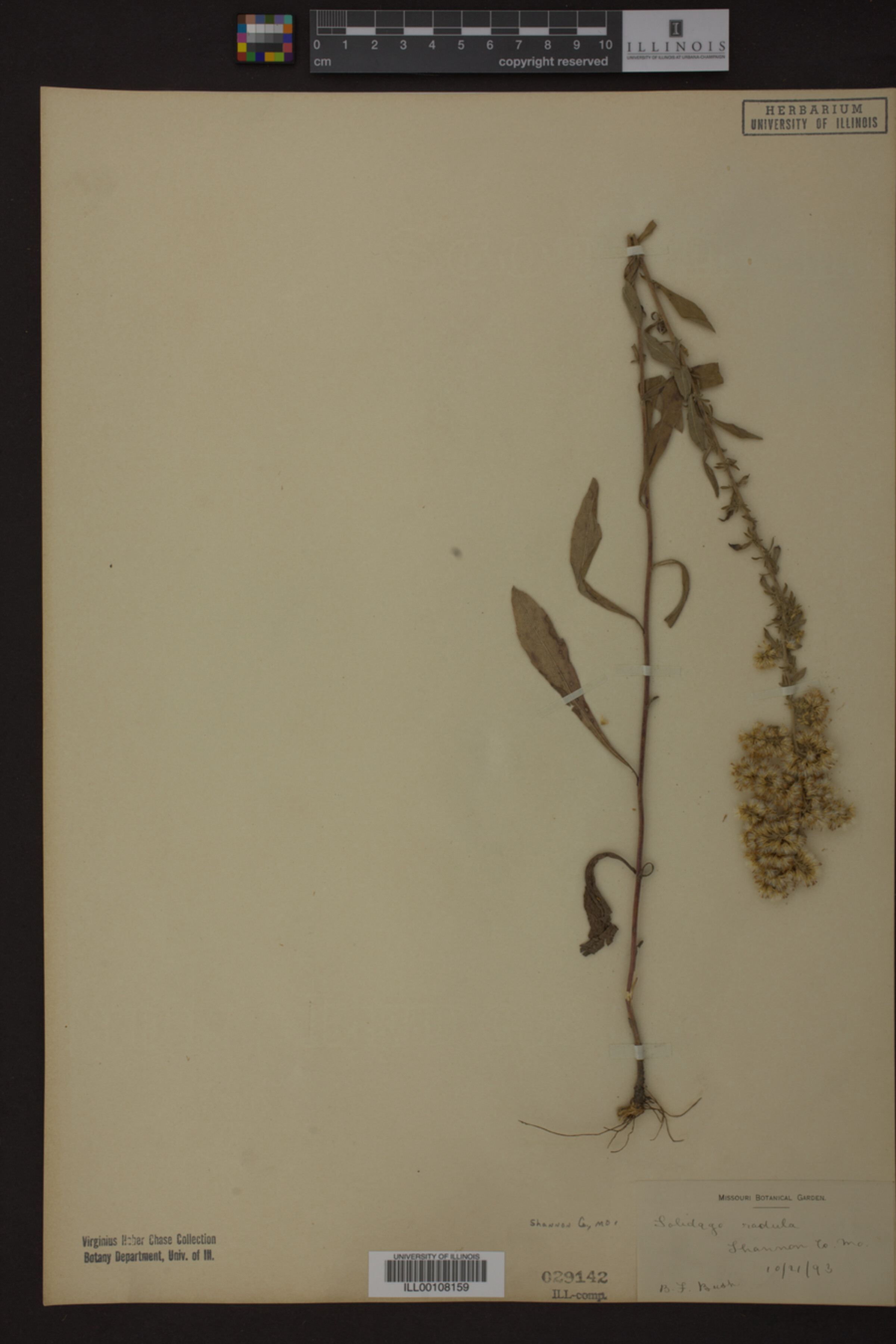 Solidago radula image