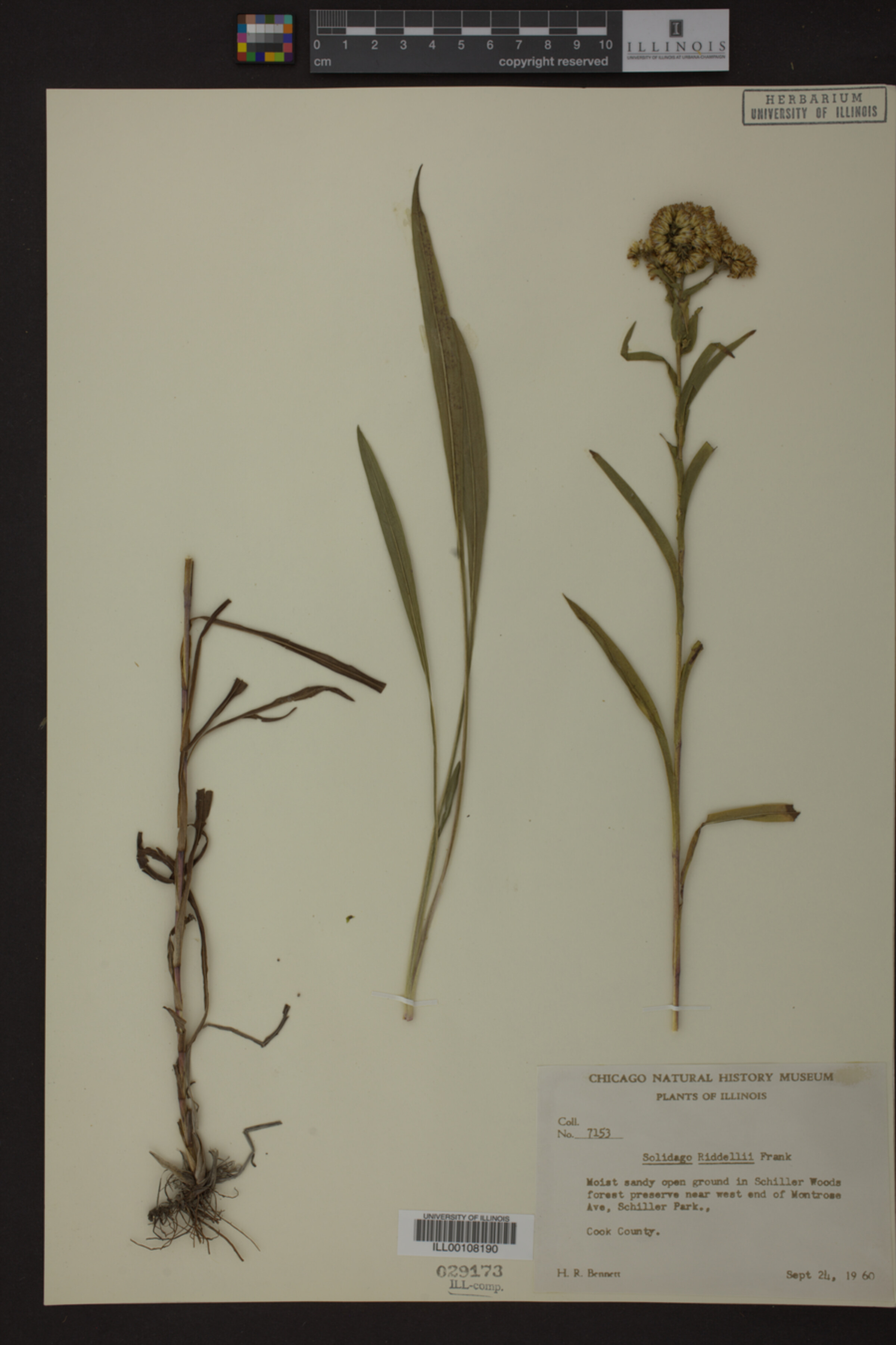Solidago riddellii image