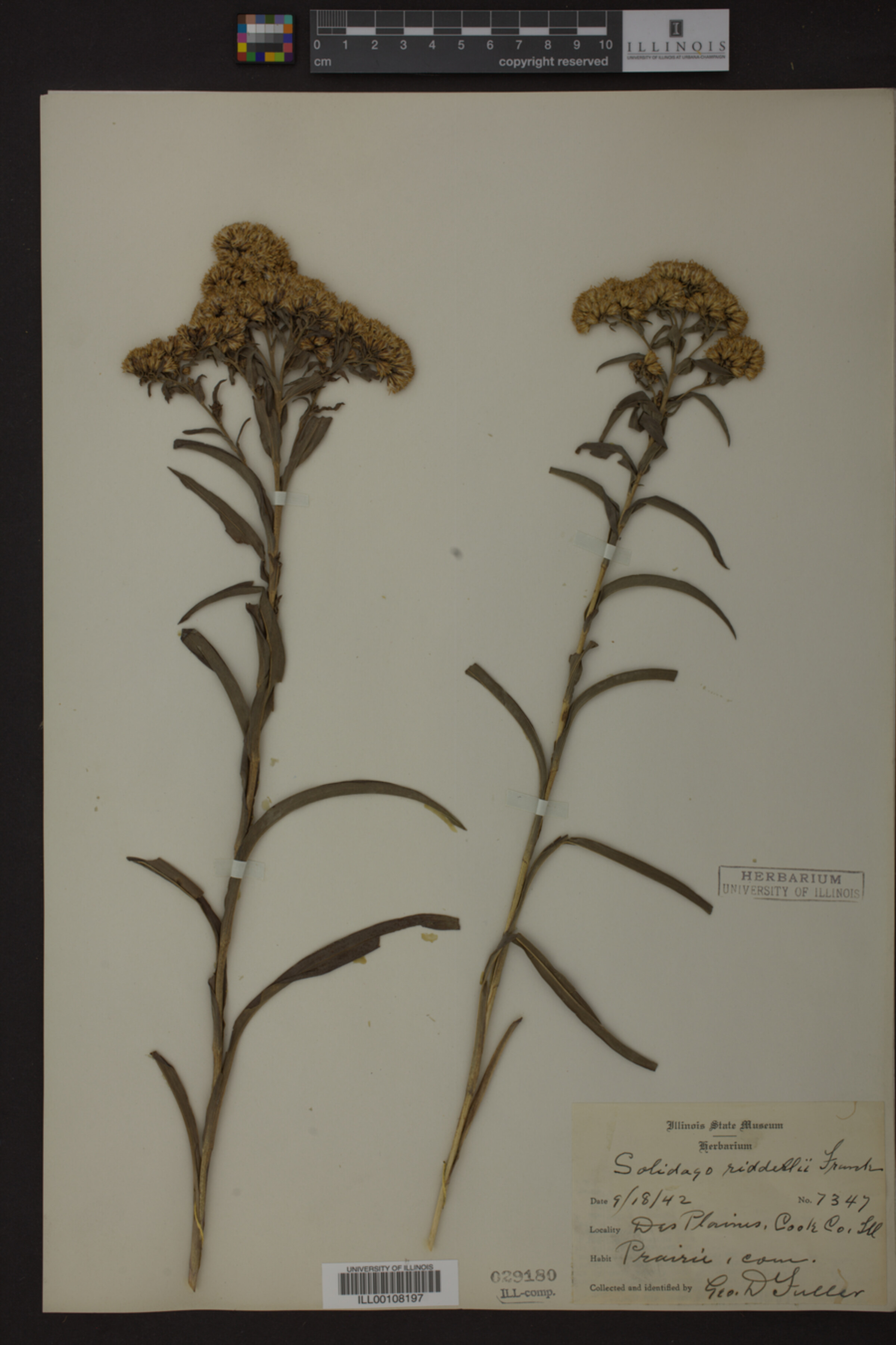 Solidago riddellii image