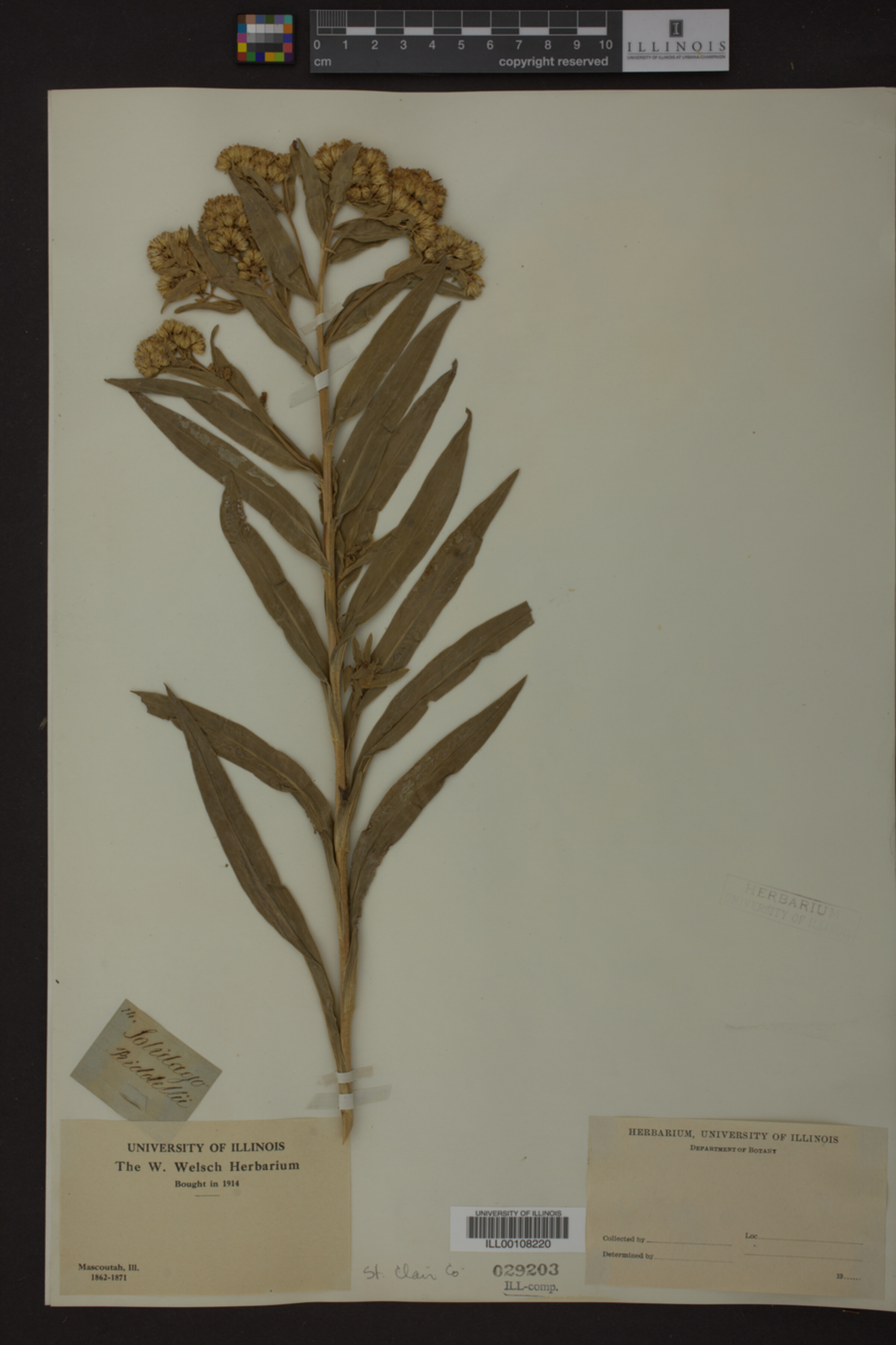 Solidago riddellii image