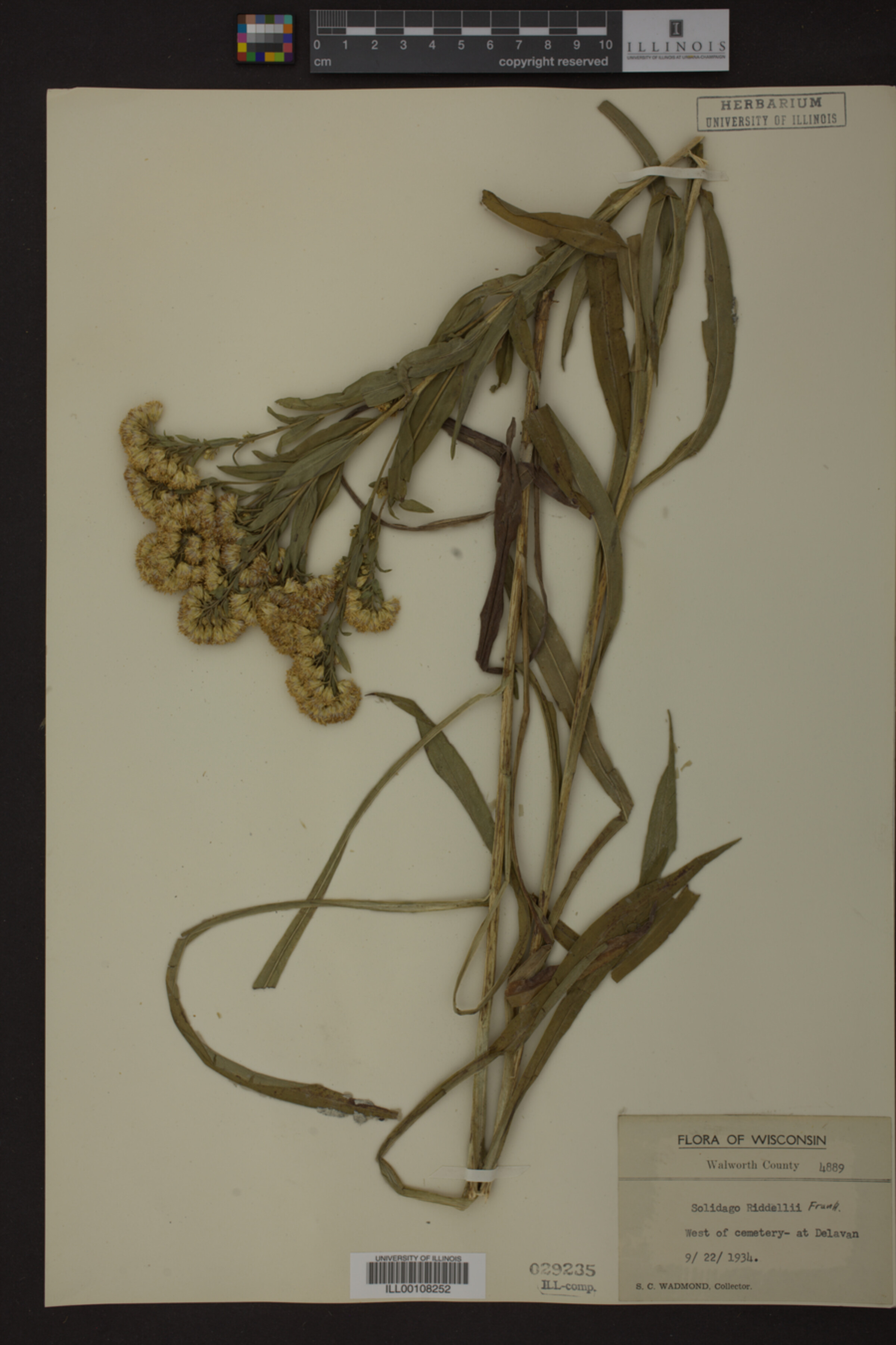 Solidago riddellii image