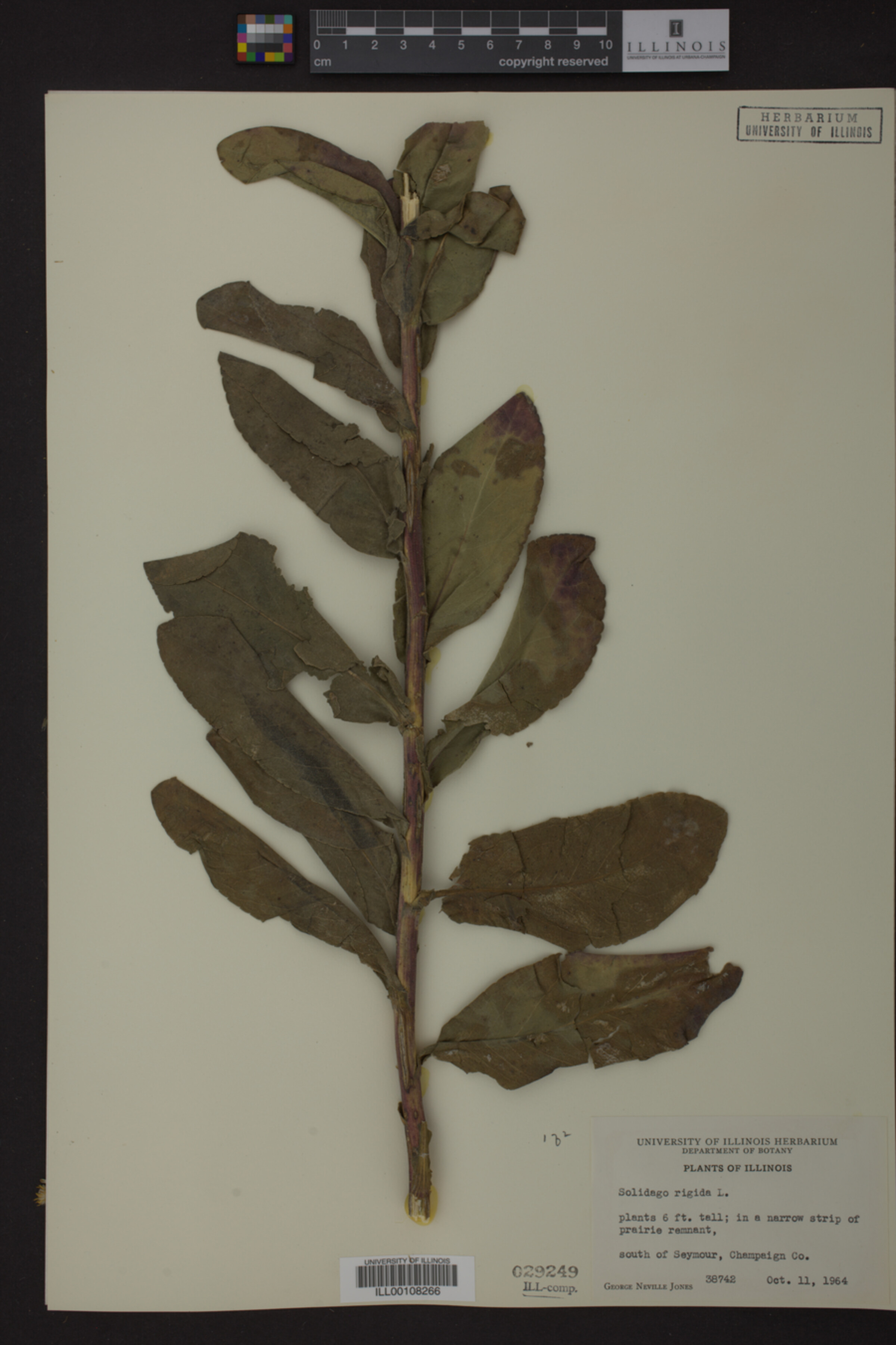 Solidago rigida image