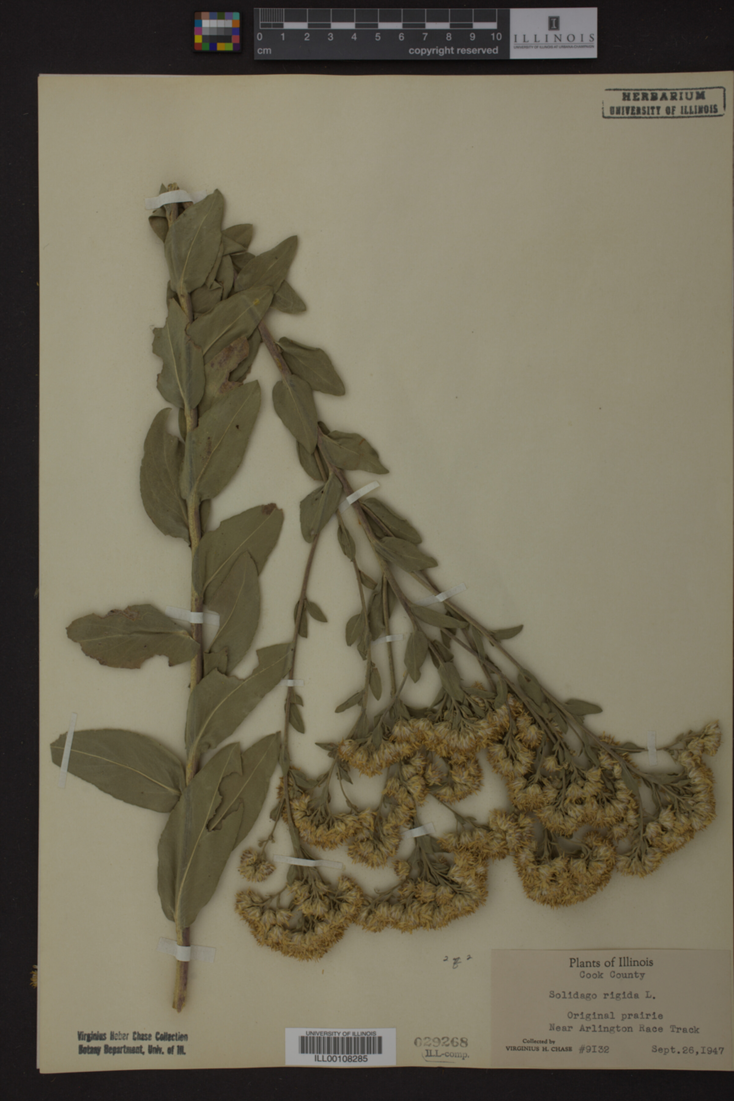 Solidago rigida image