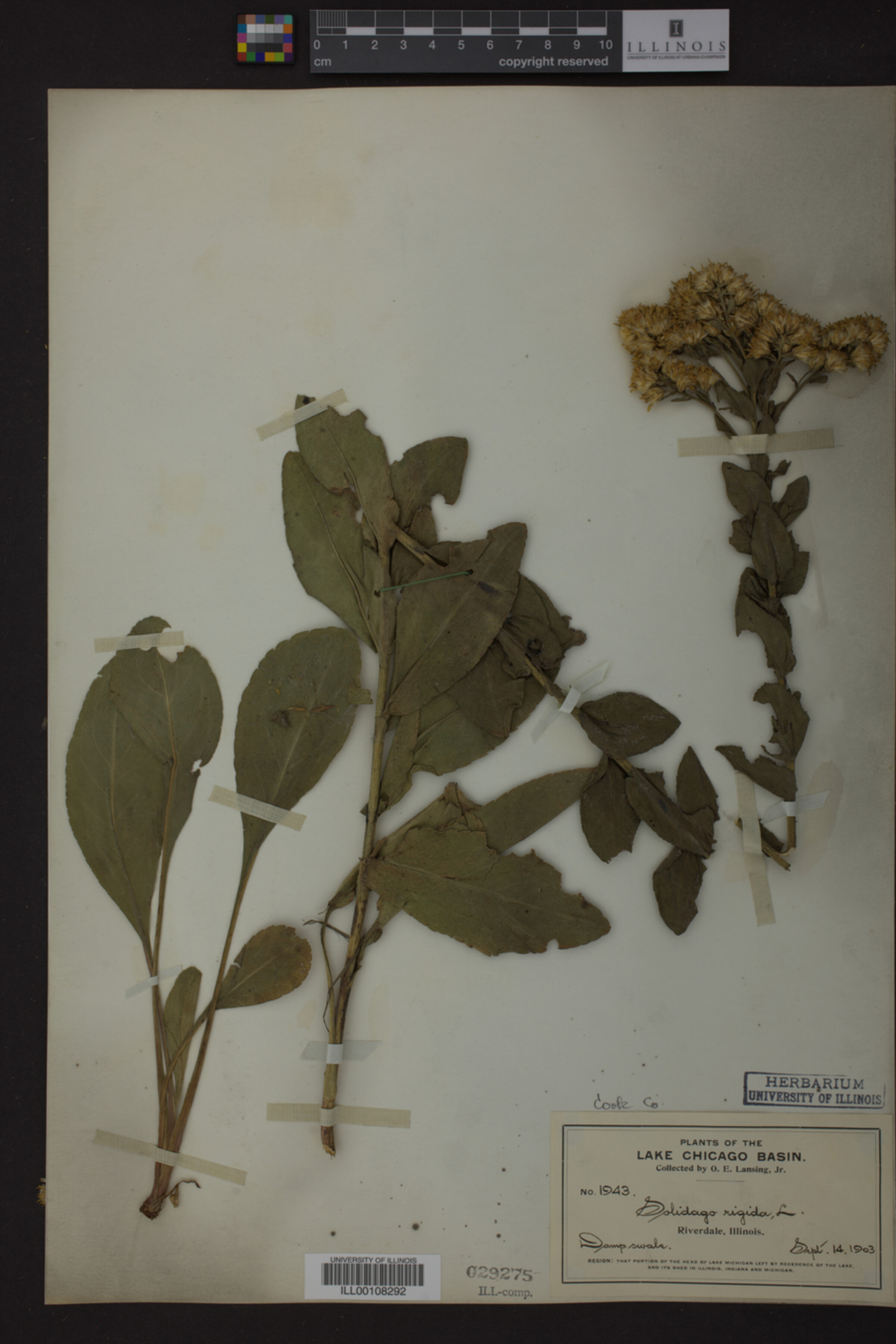Solidago rigida image