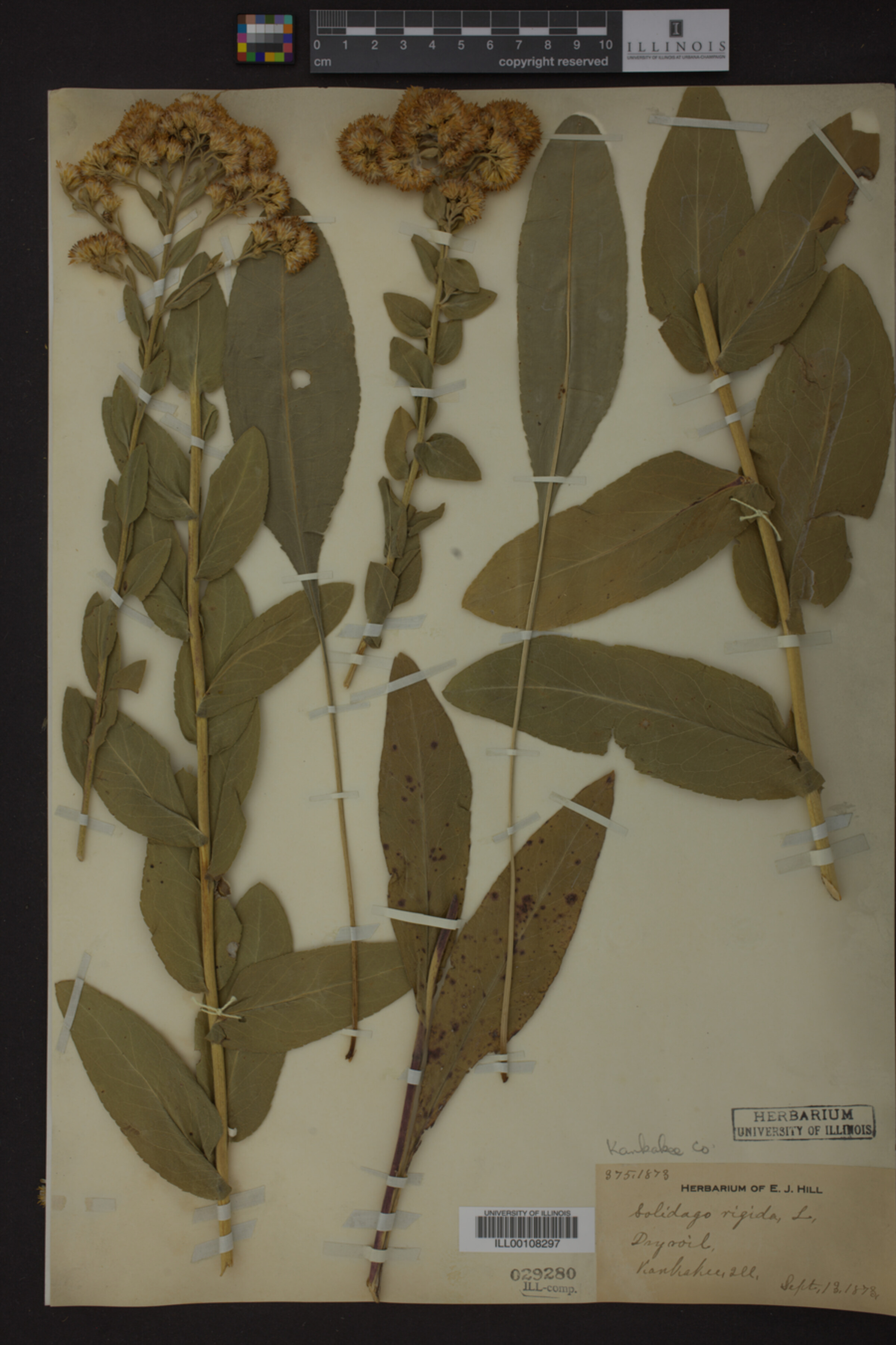 Solidago rigida image