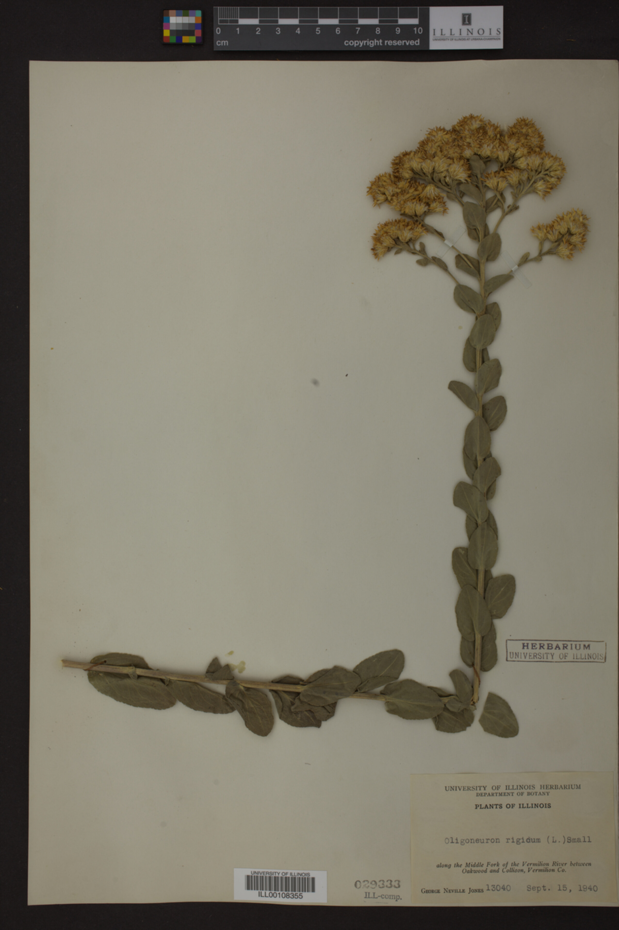 Oligoneuron rigidum image