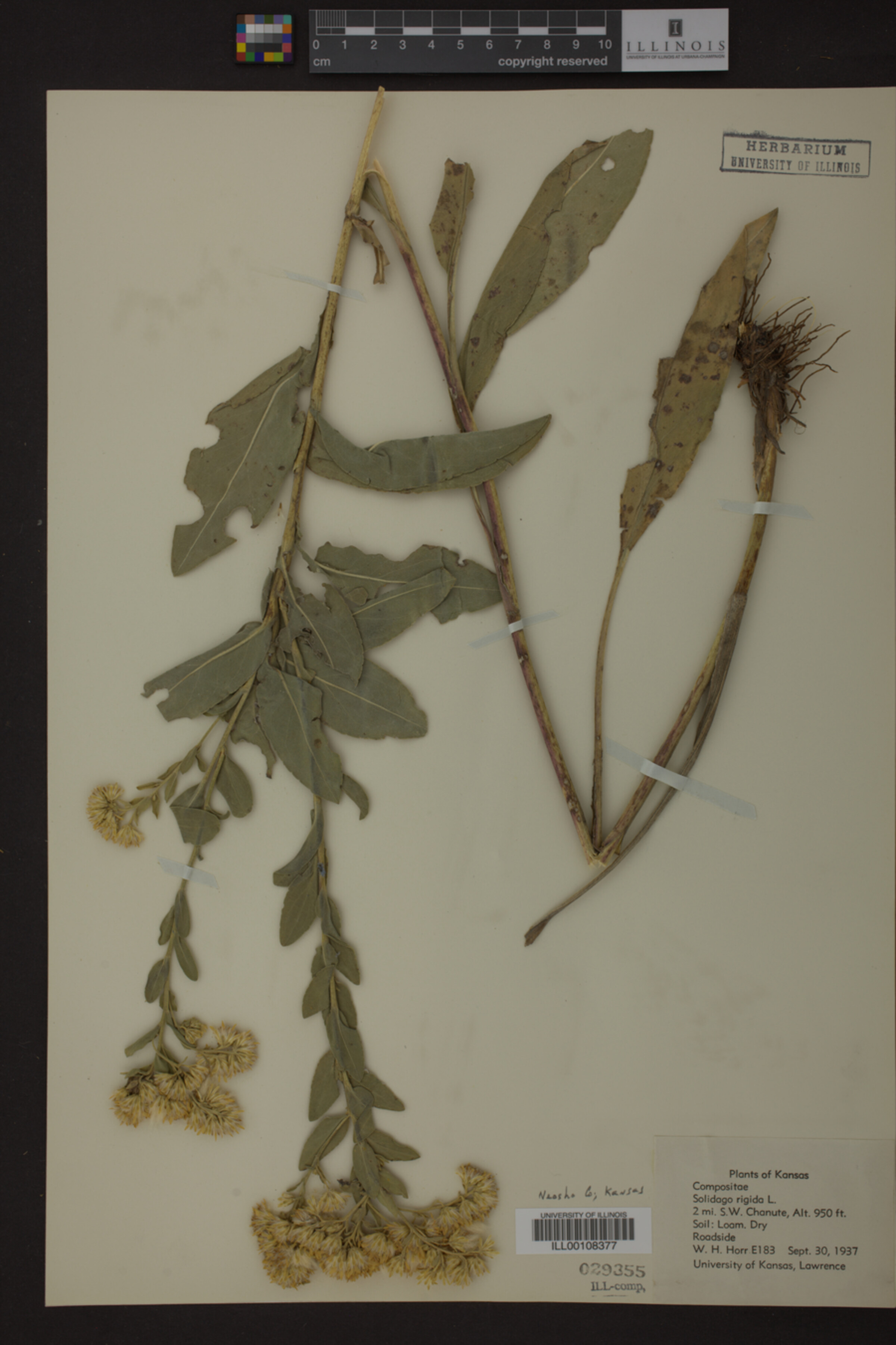 Solidago rigida image
