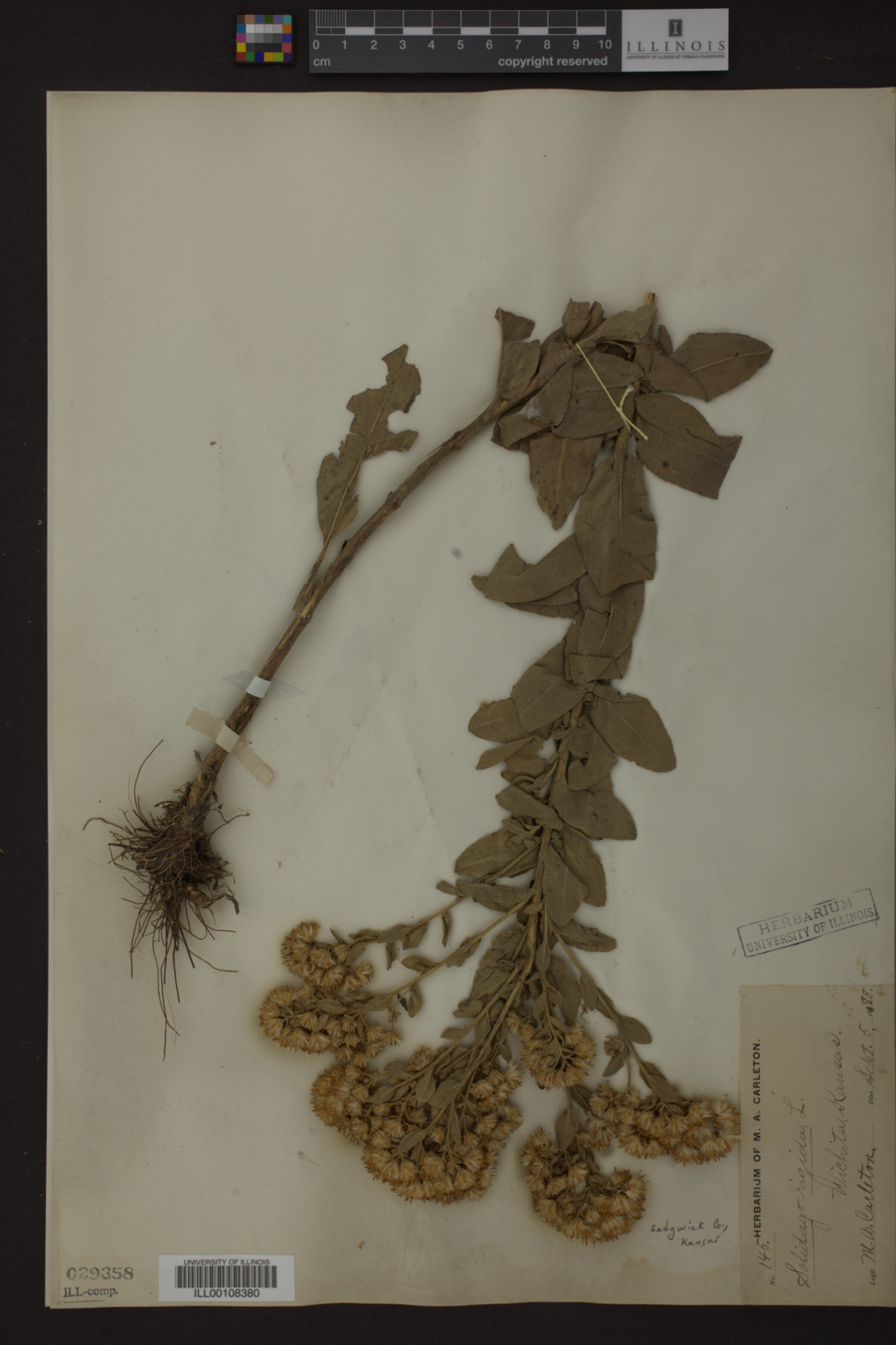 Solidago rigida image