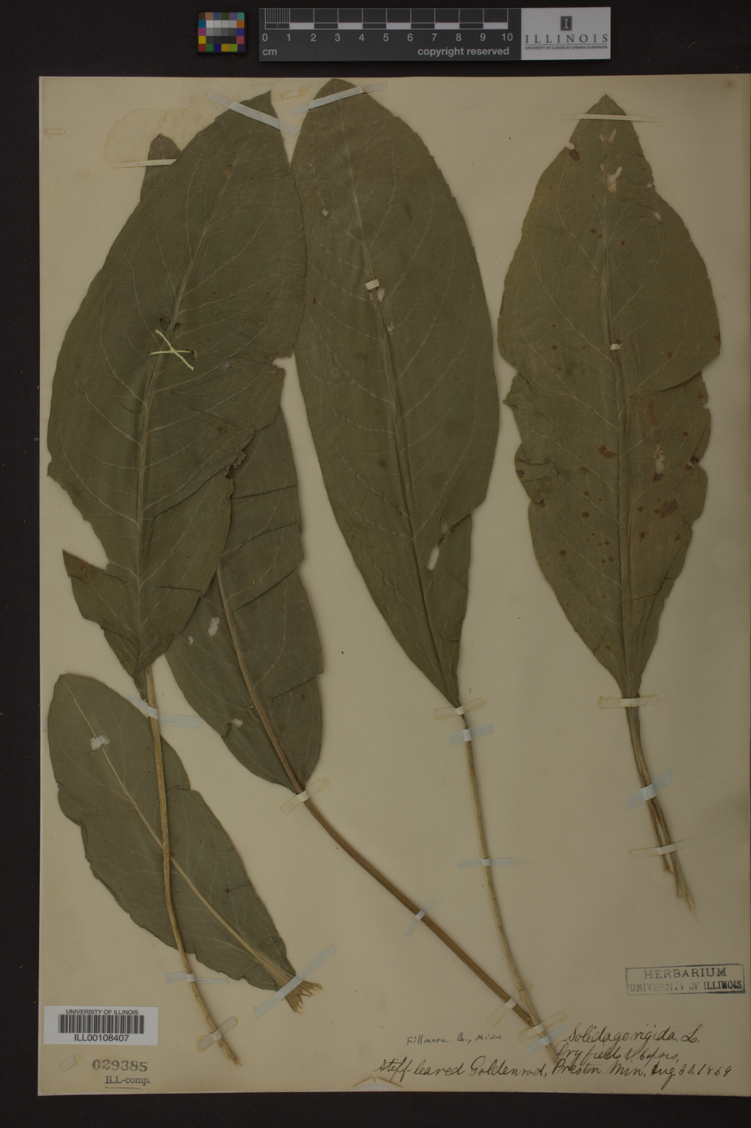 Solidago rigida image