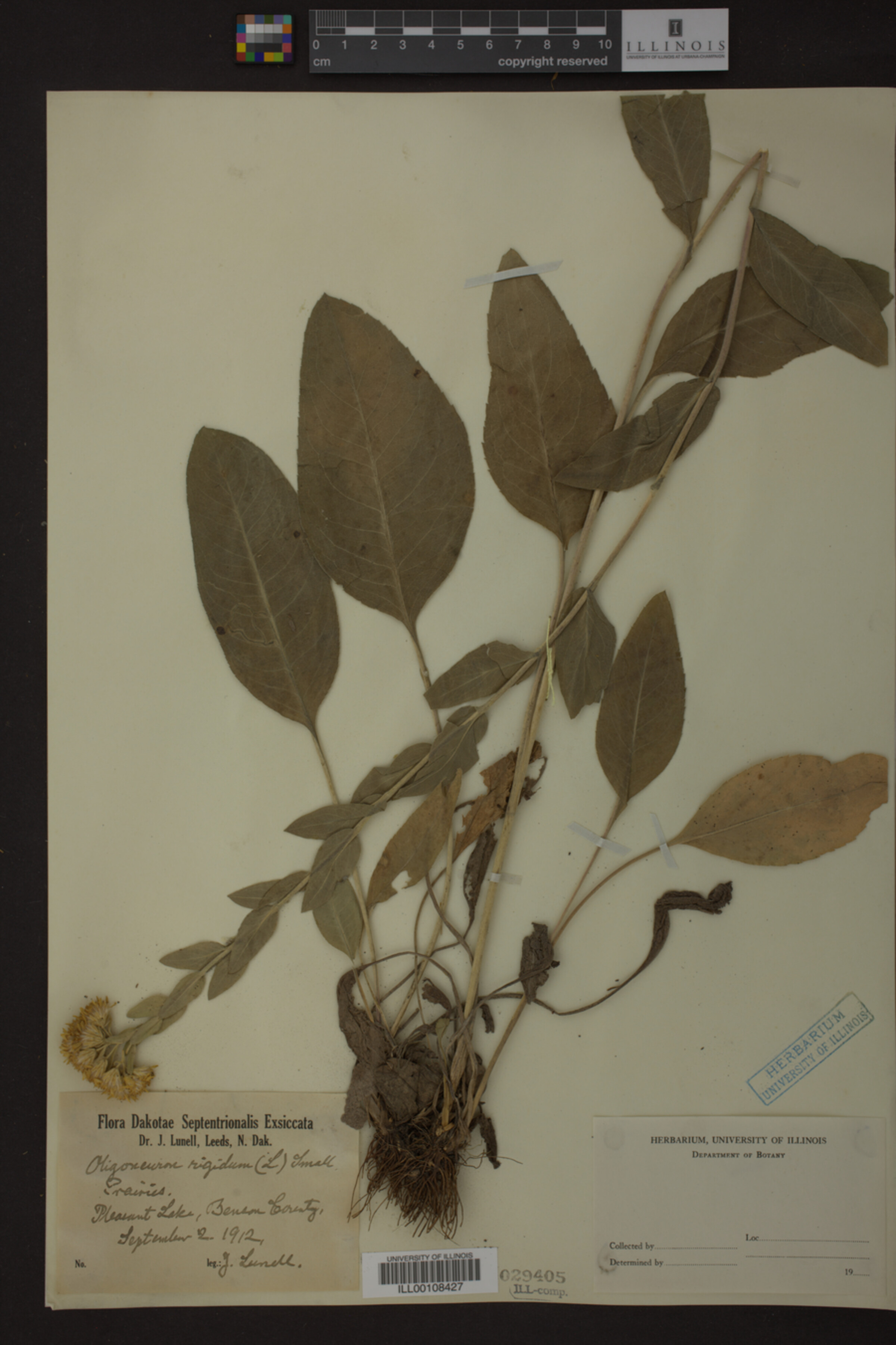 Oligoneuron rigidum image
