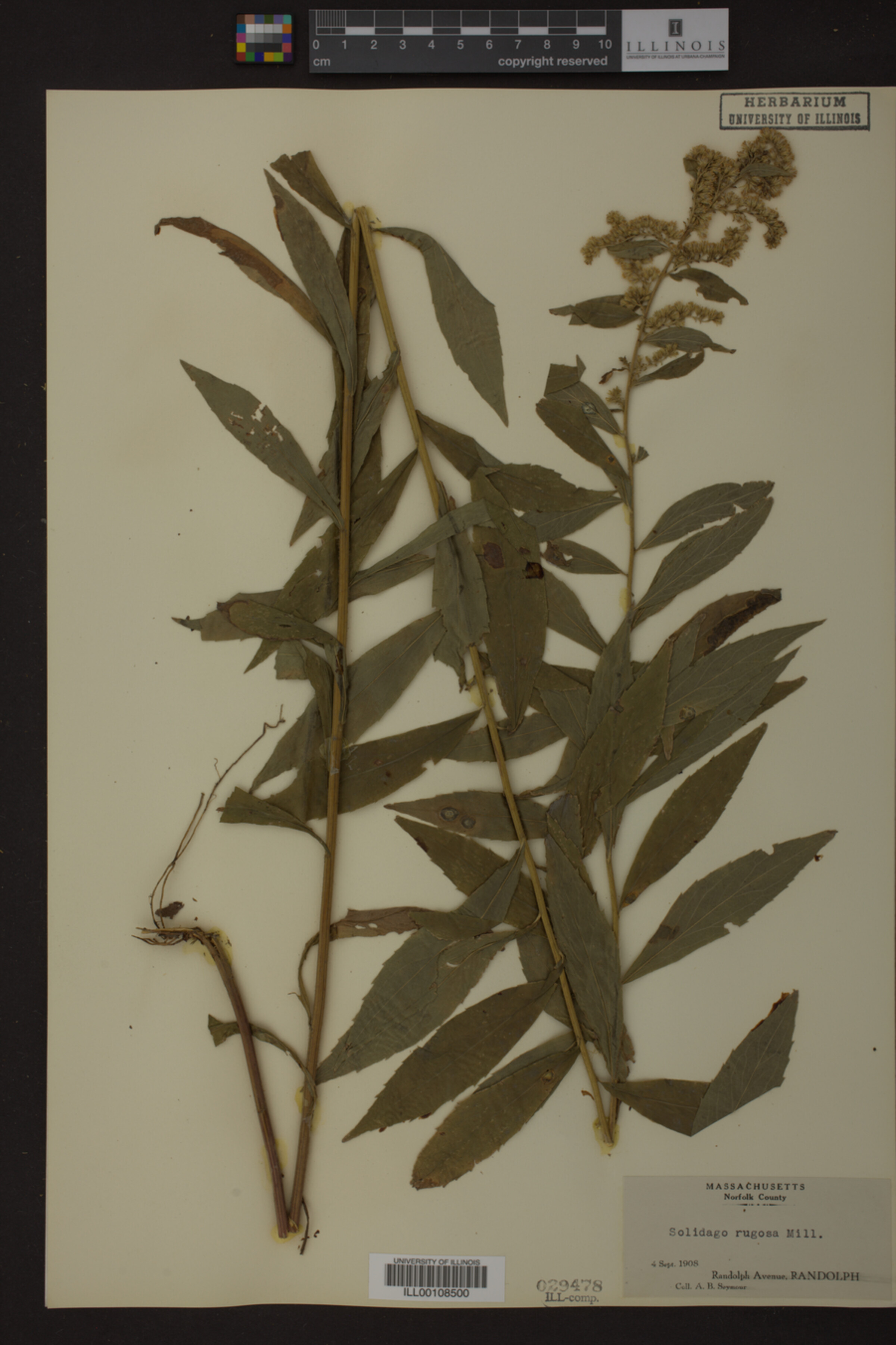 Solidago rugosa image