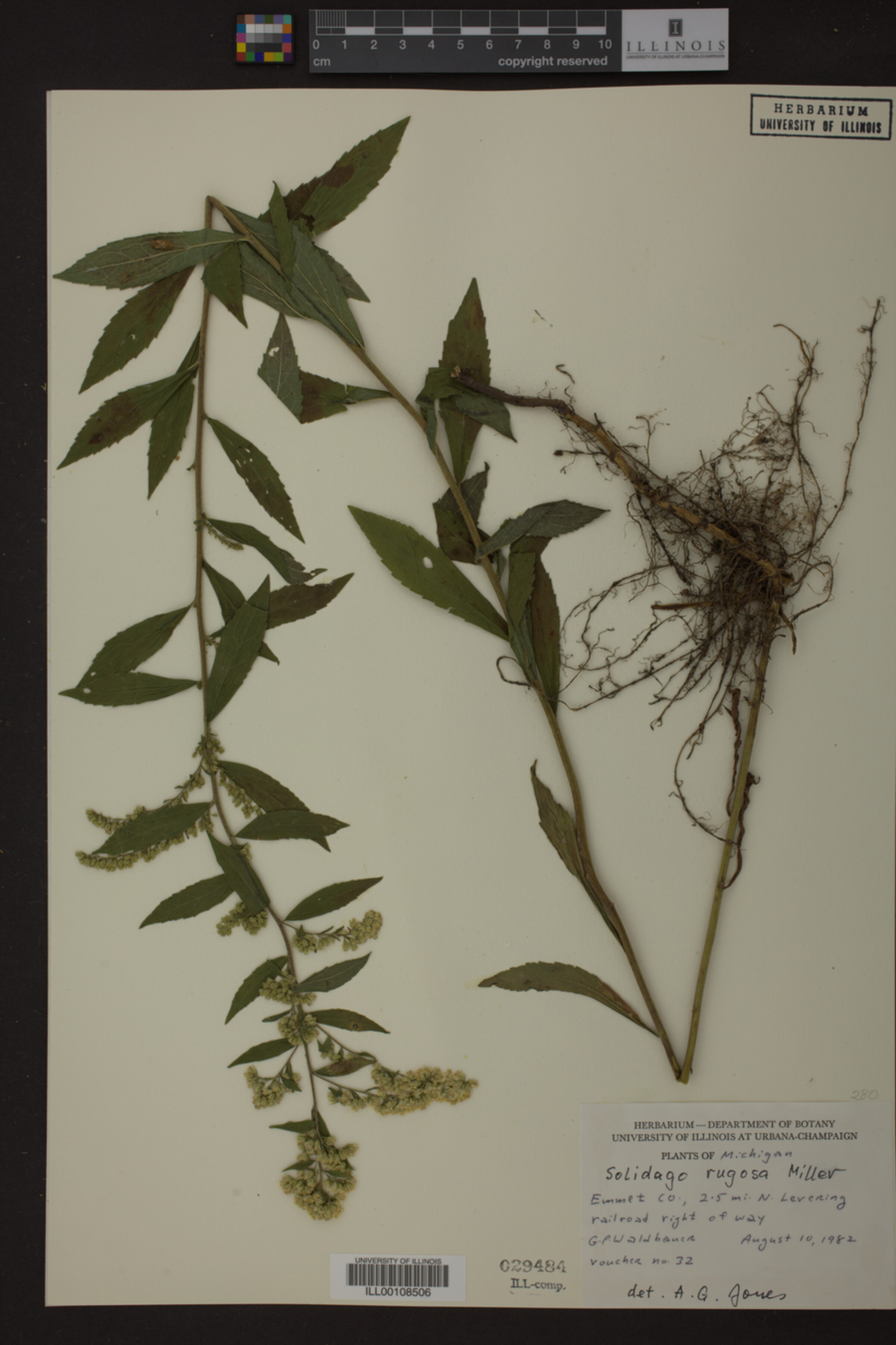 Solidago rugosa image