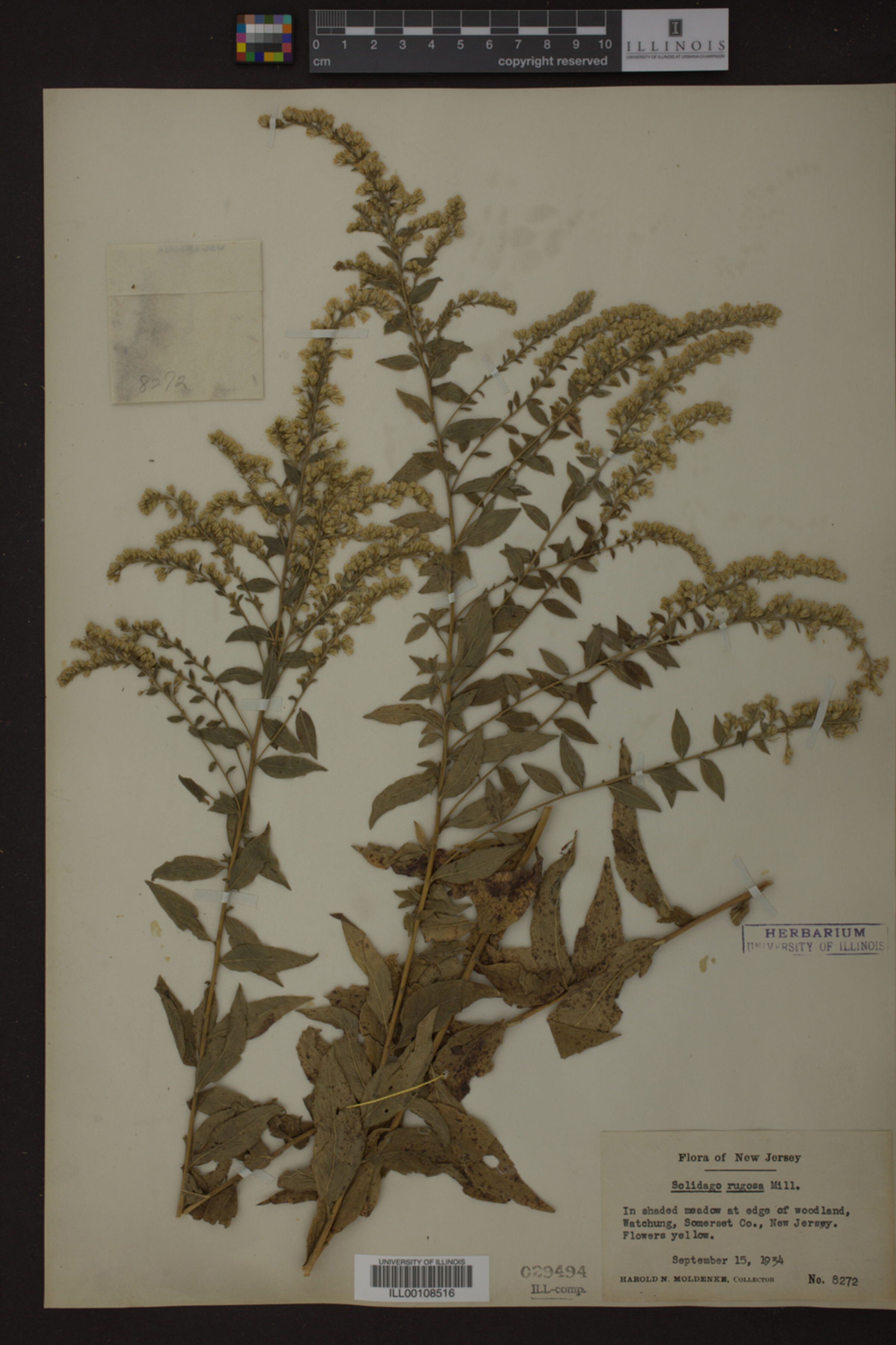 Solidago rugosa image