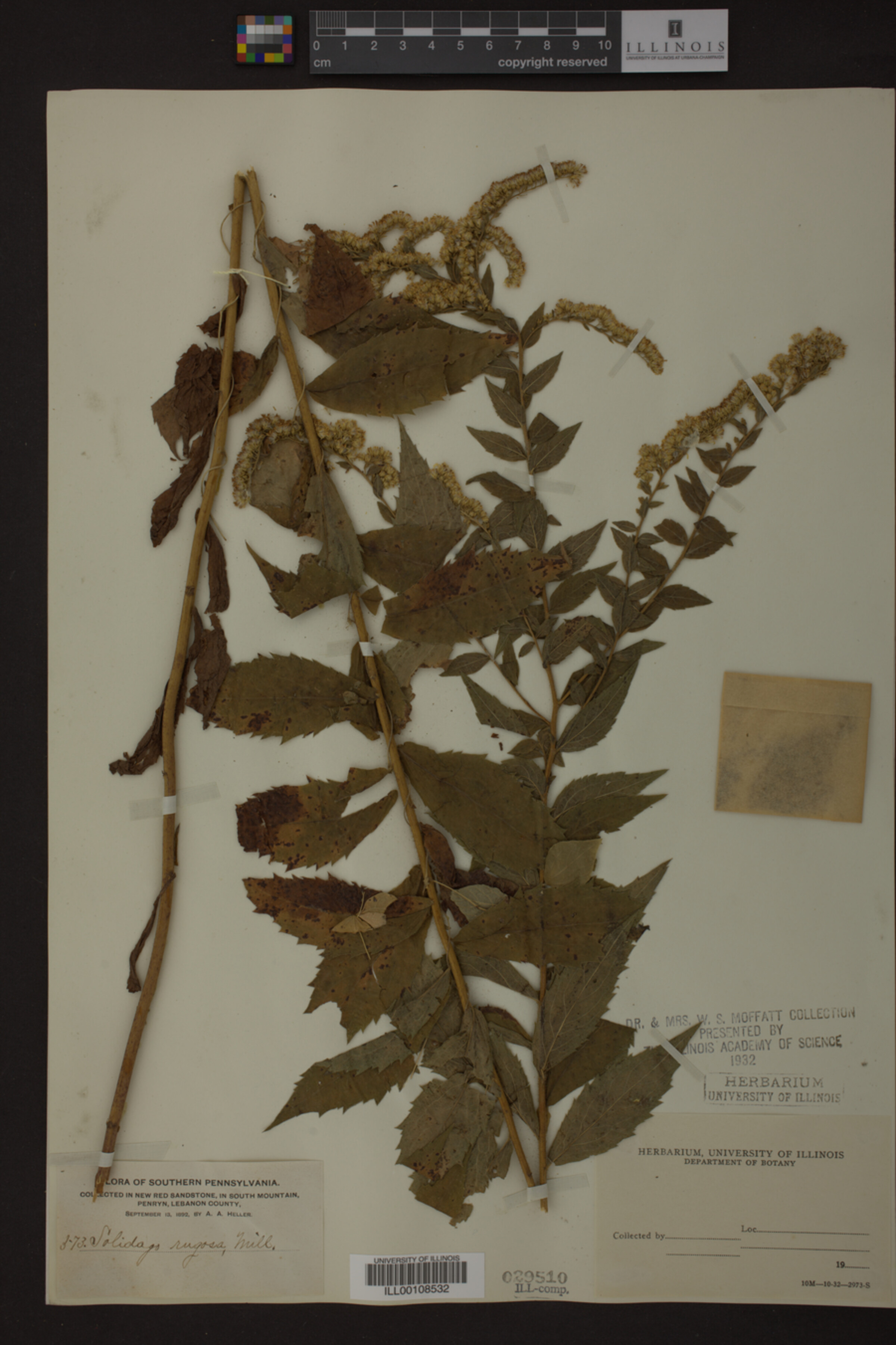 Solidago rugosa image