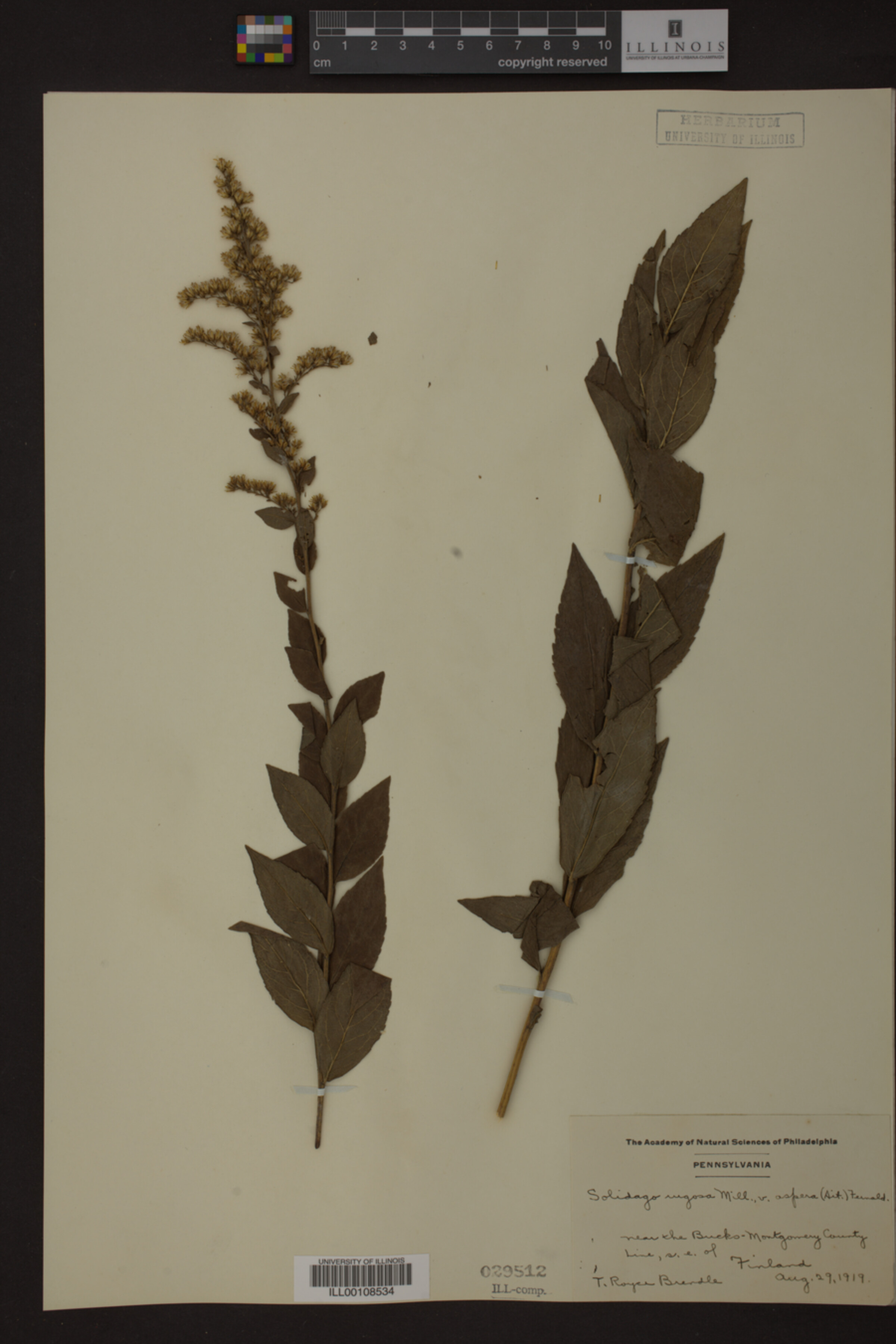 Solidago rugosa var. aspera image