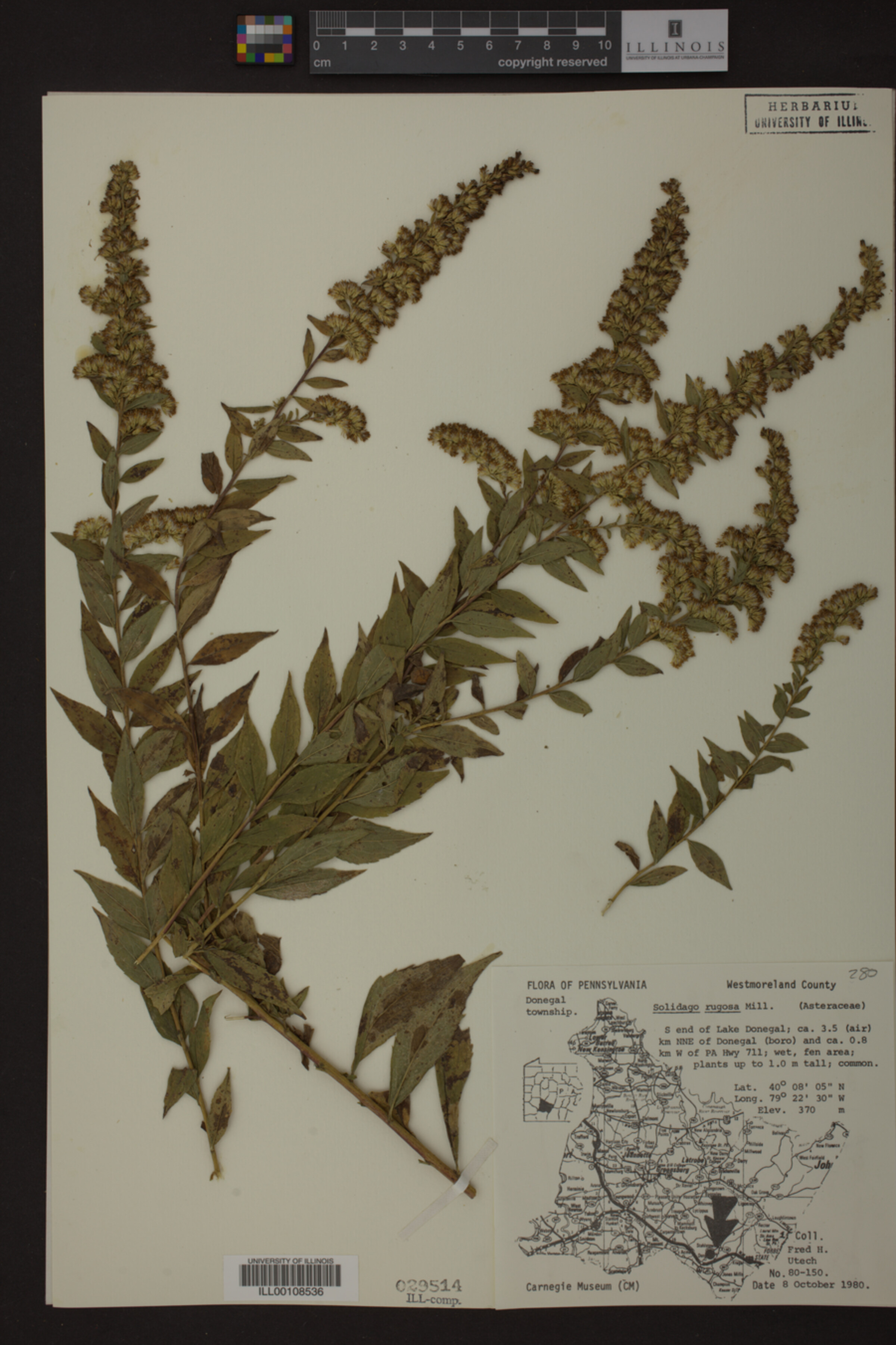 Solidago rugosa image