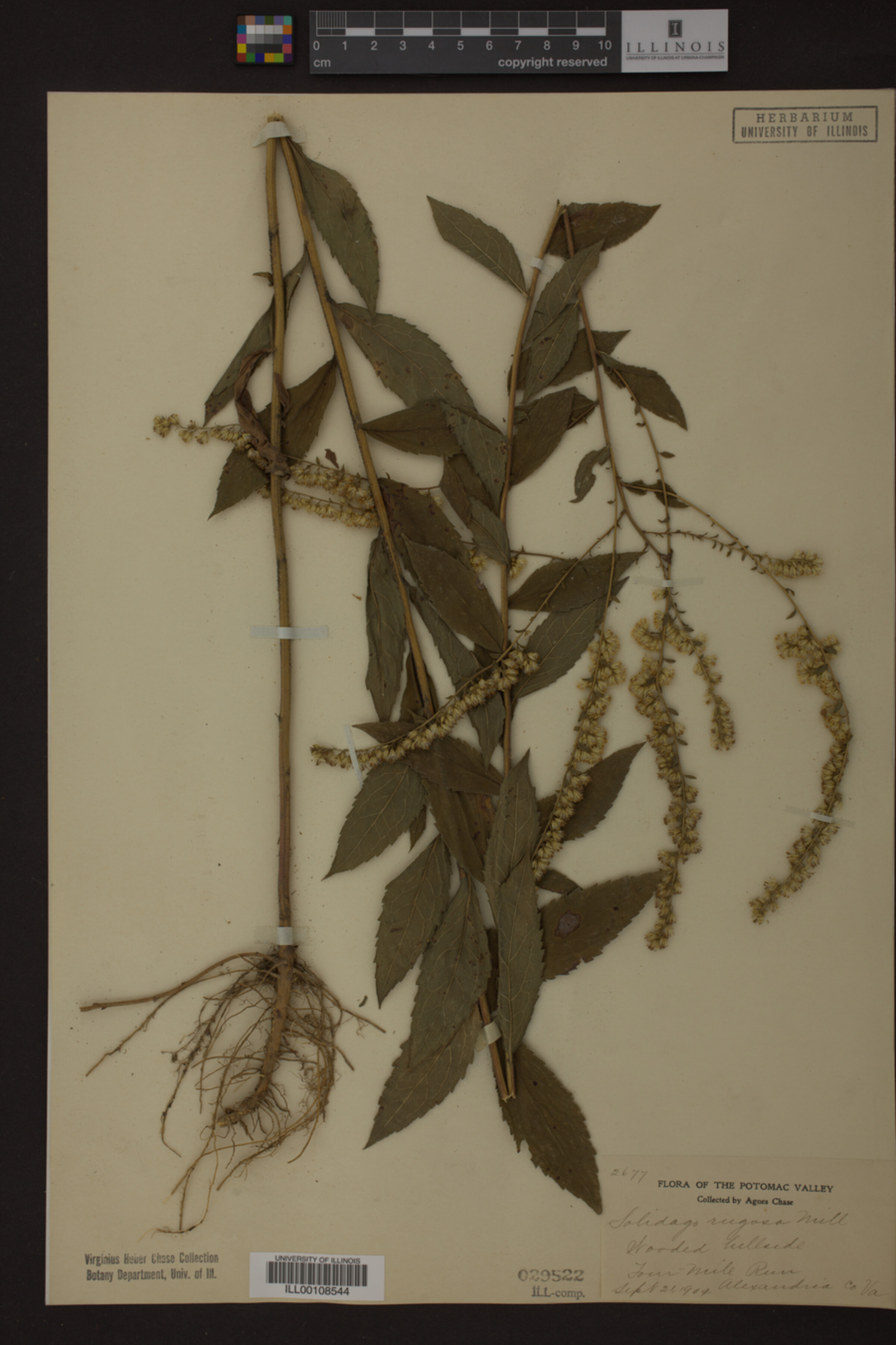 Solidago rugosa image