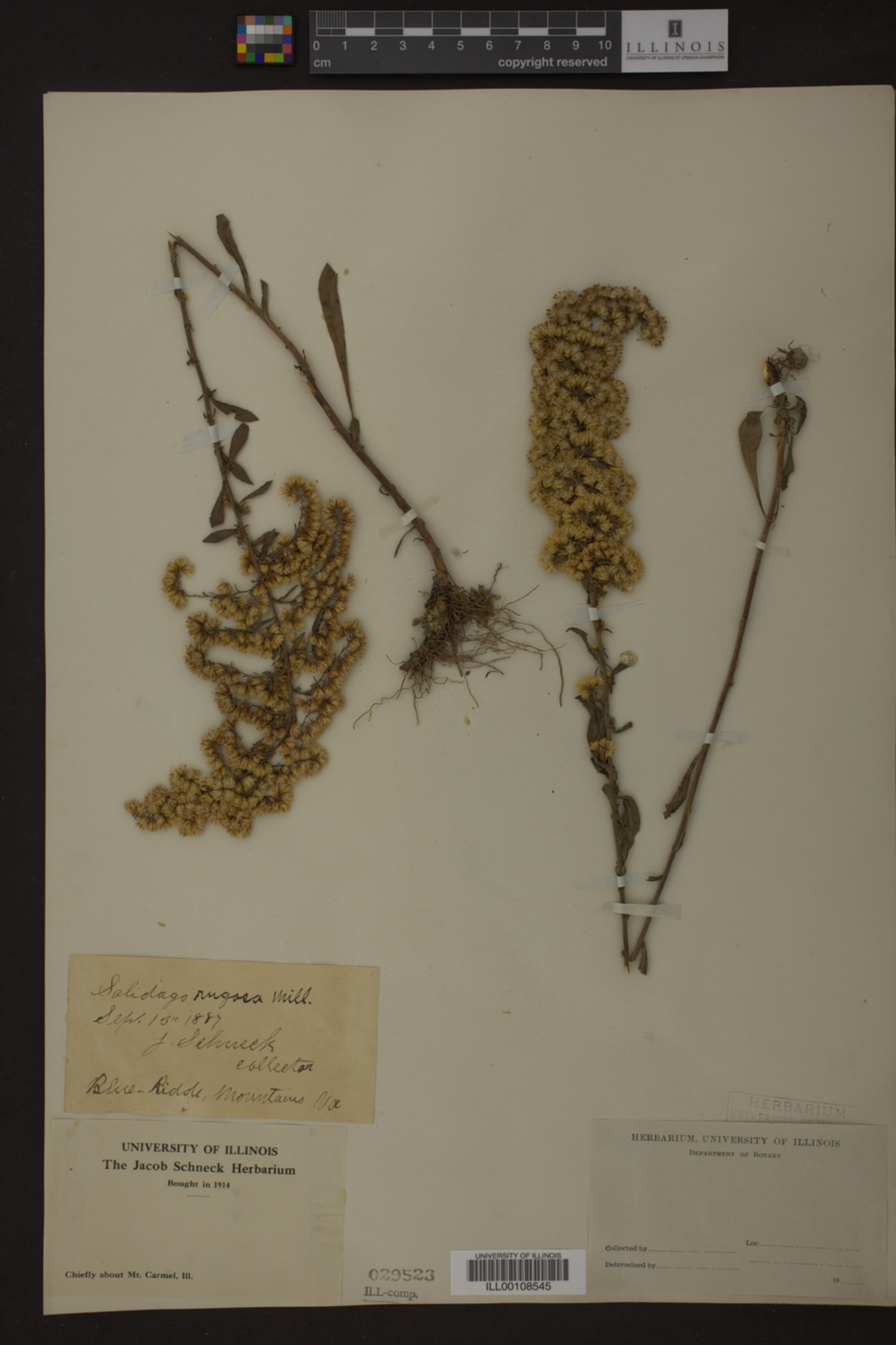 Solidago rugosa image