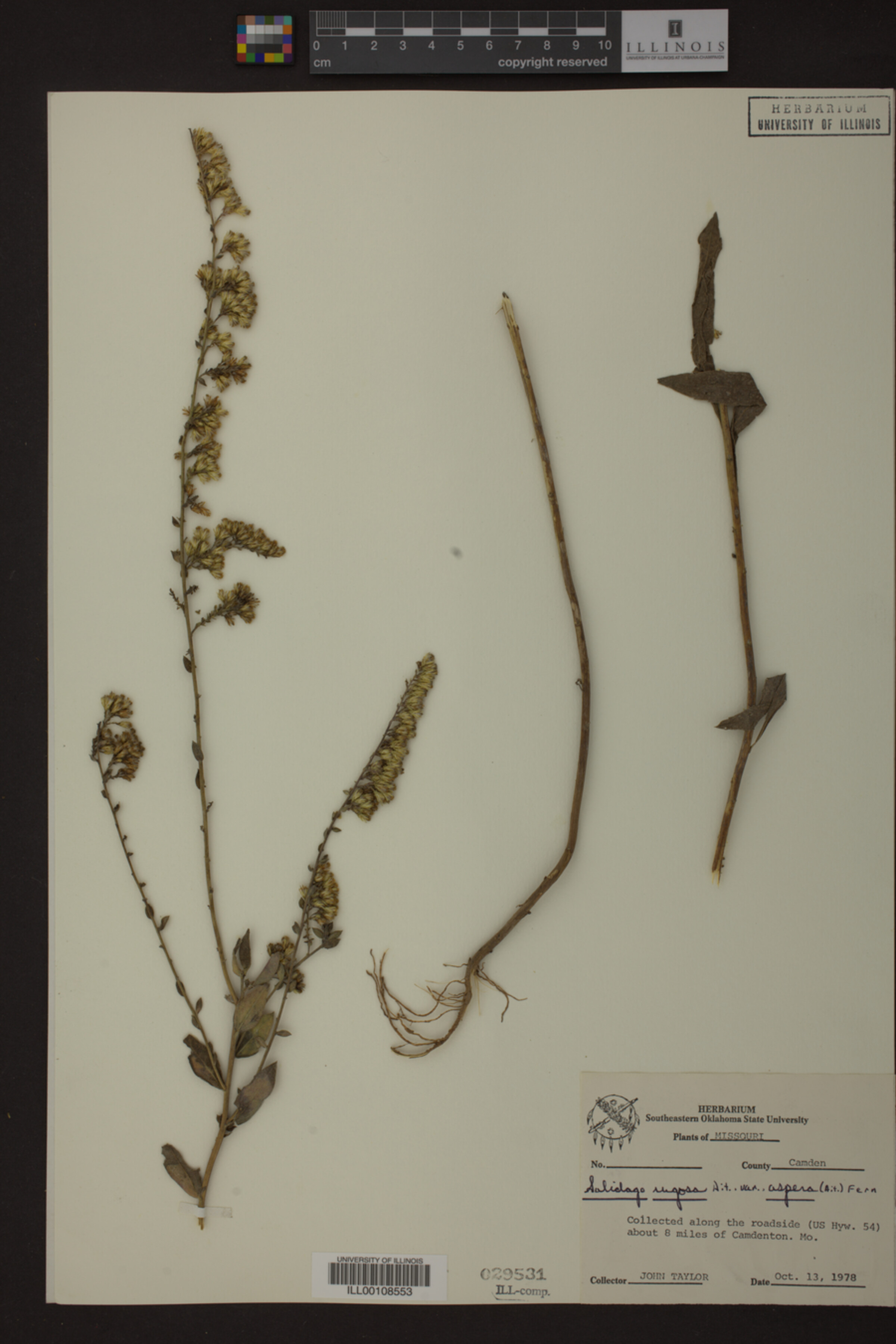 Solidago rugosa var. aspera image