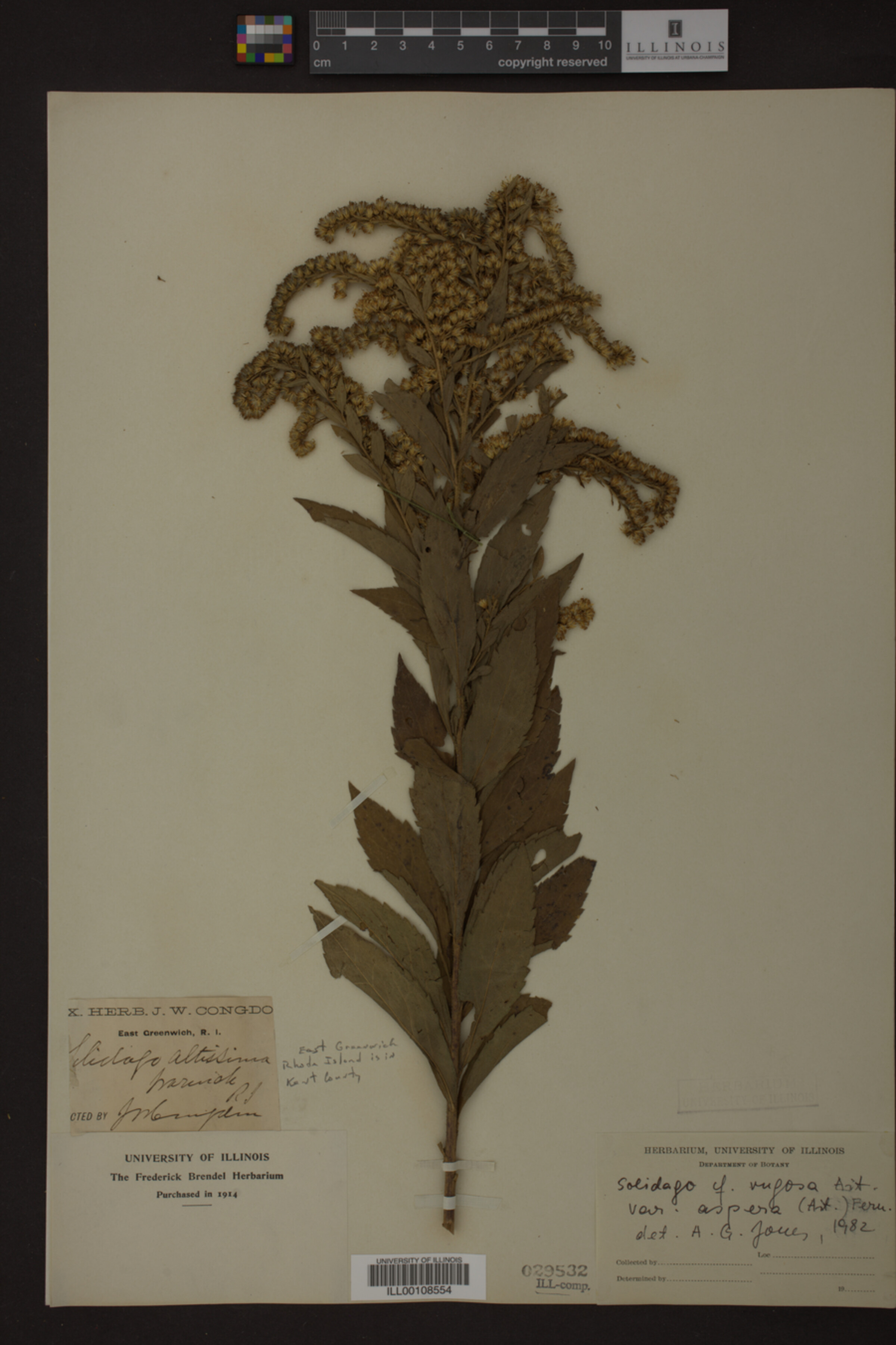 Solidago rugosa var. aspera image